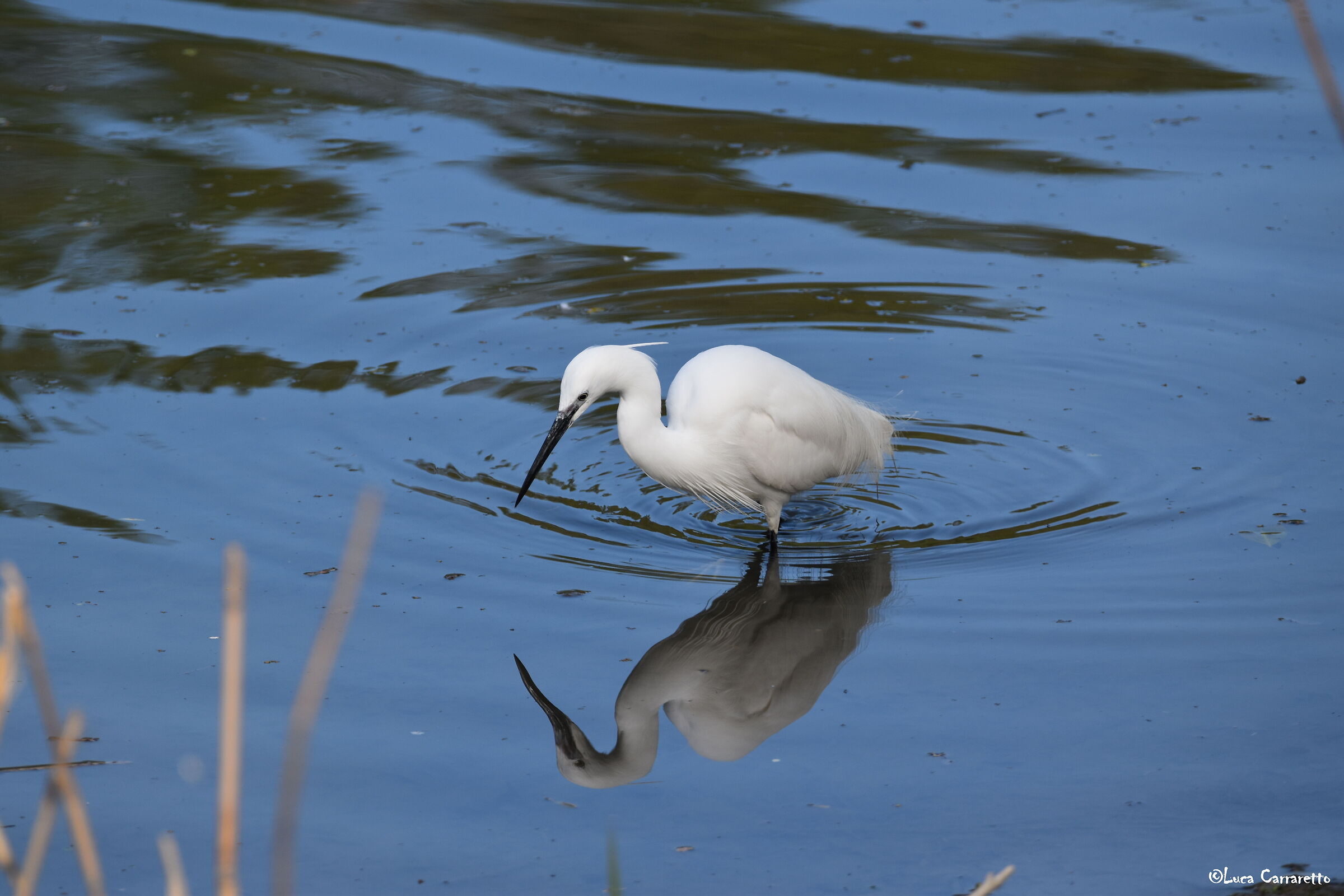 Garzetta (Egretta garzetta)