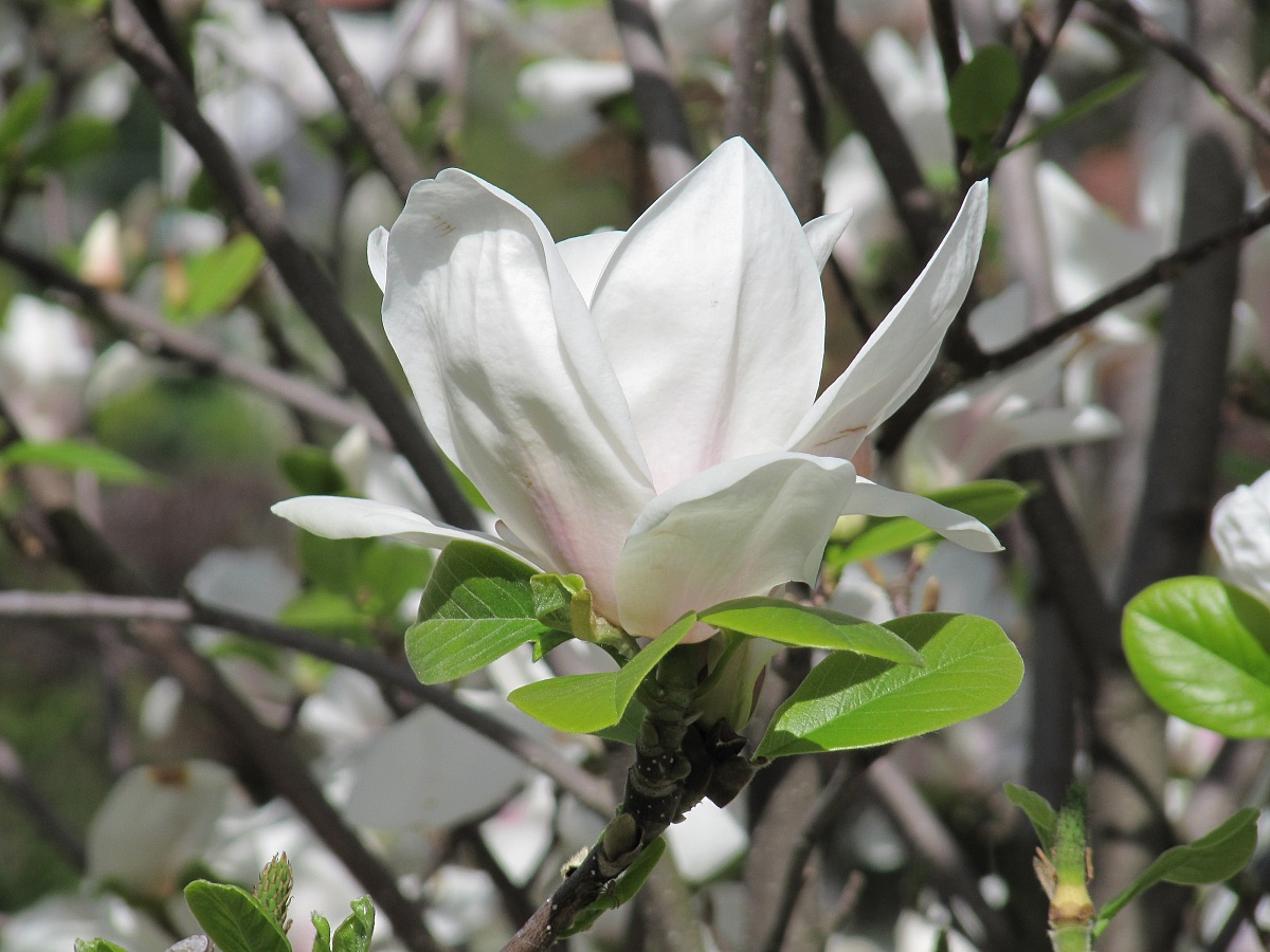 semplicemente bianco