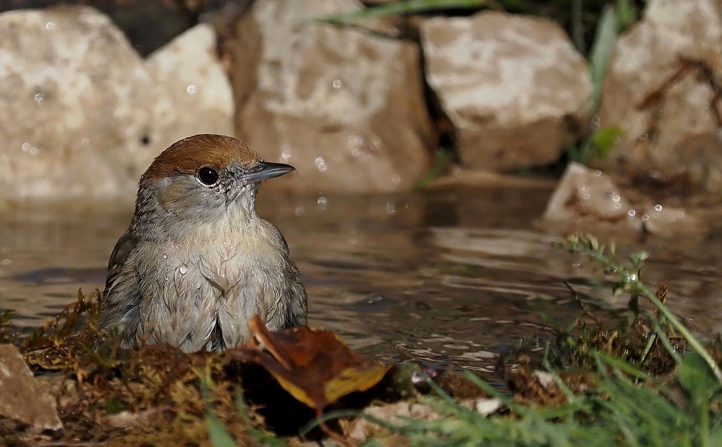 Il bagno della capinera