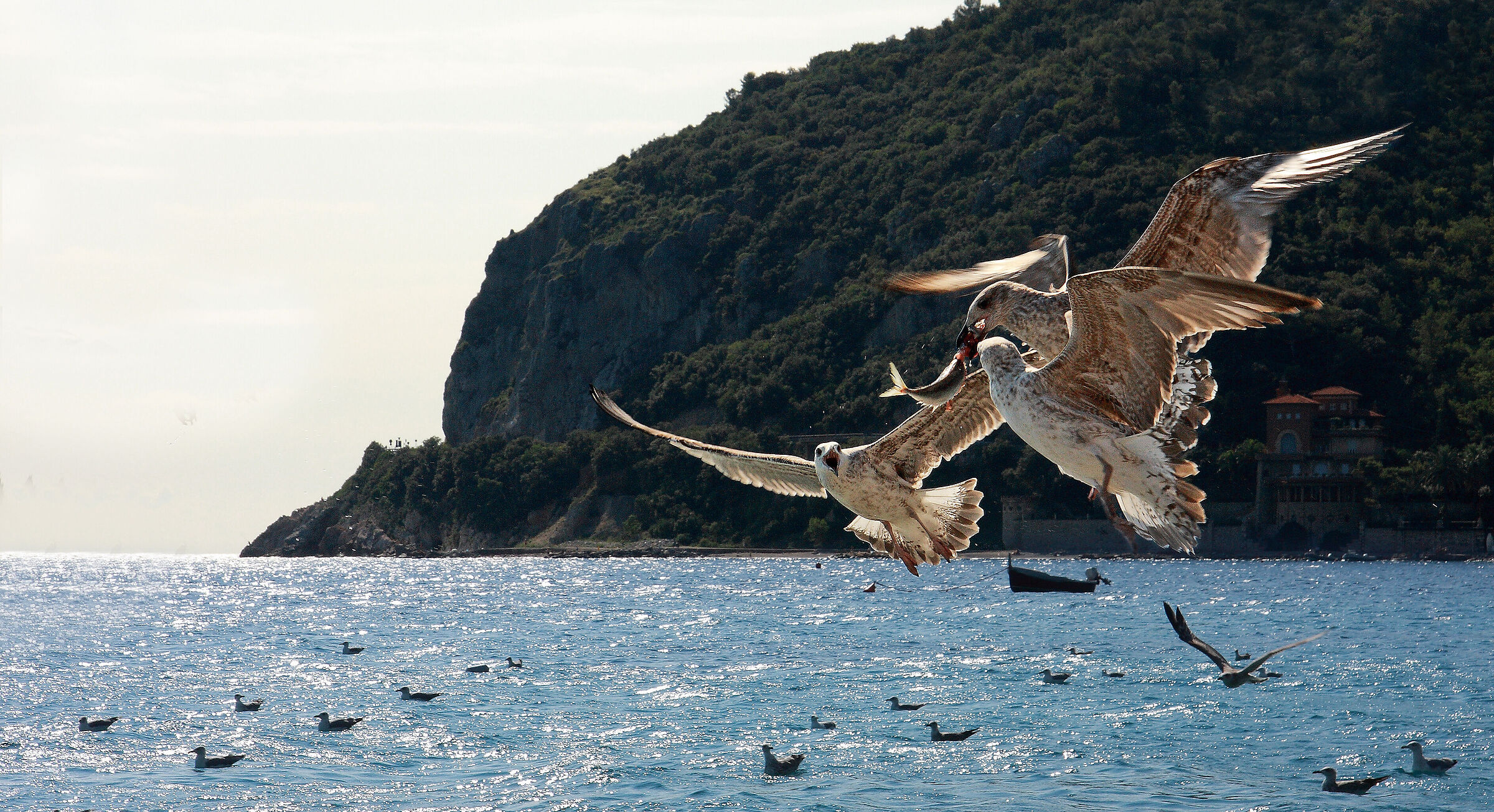 la lotta in volo