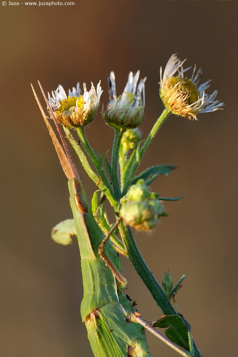 Acrida ungarica, 013192