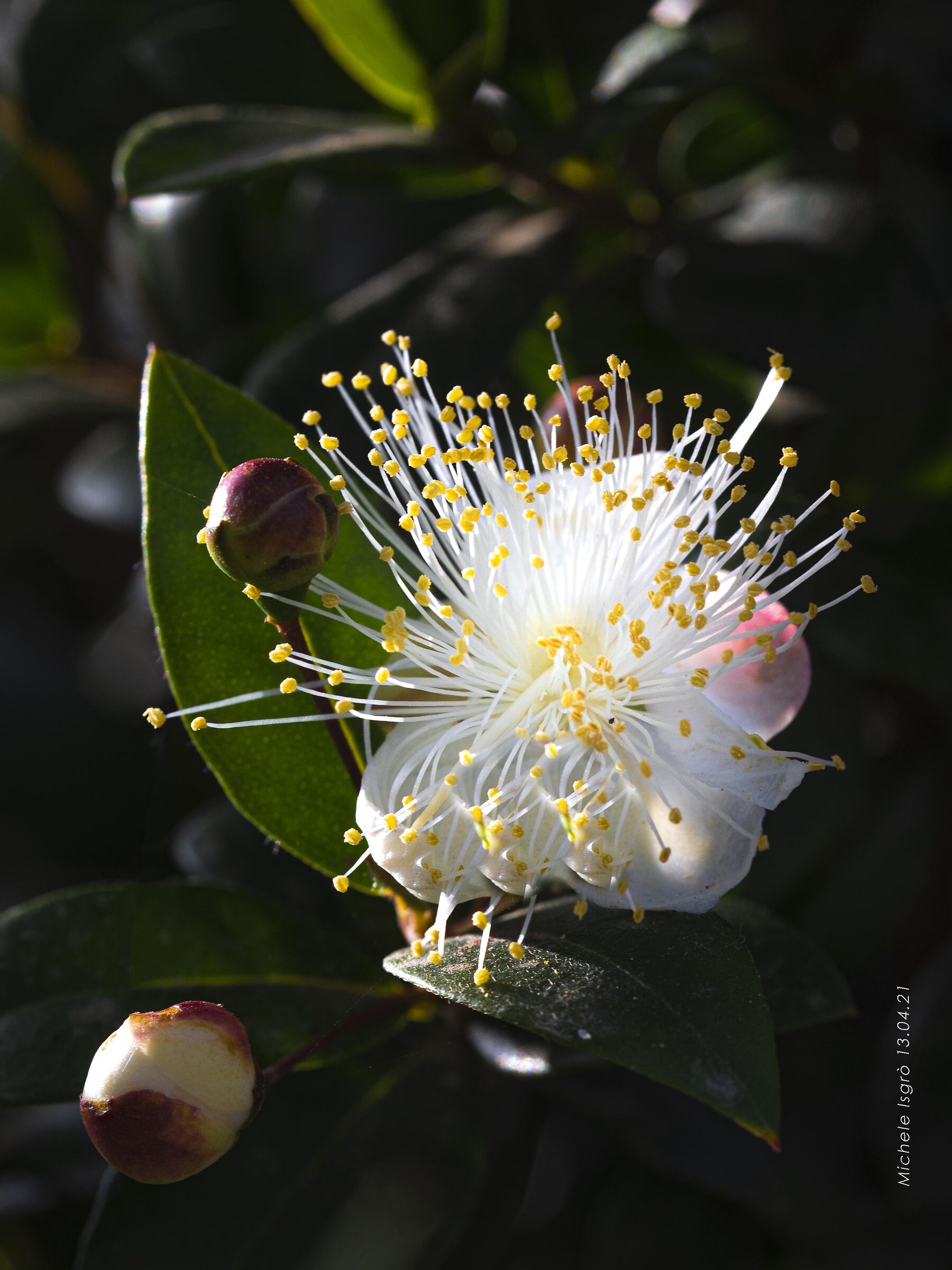 White Myrtle Flower