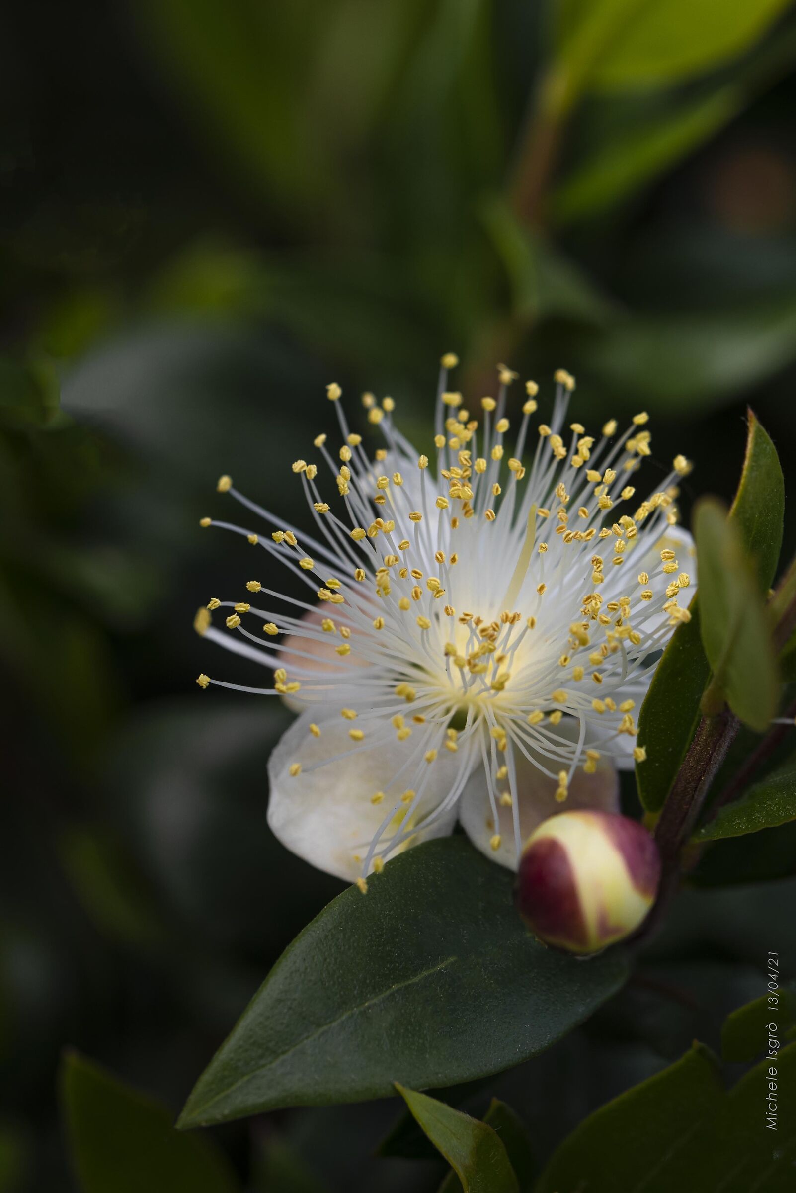Myrtle Flower 2