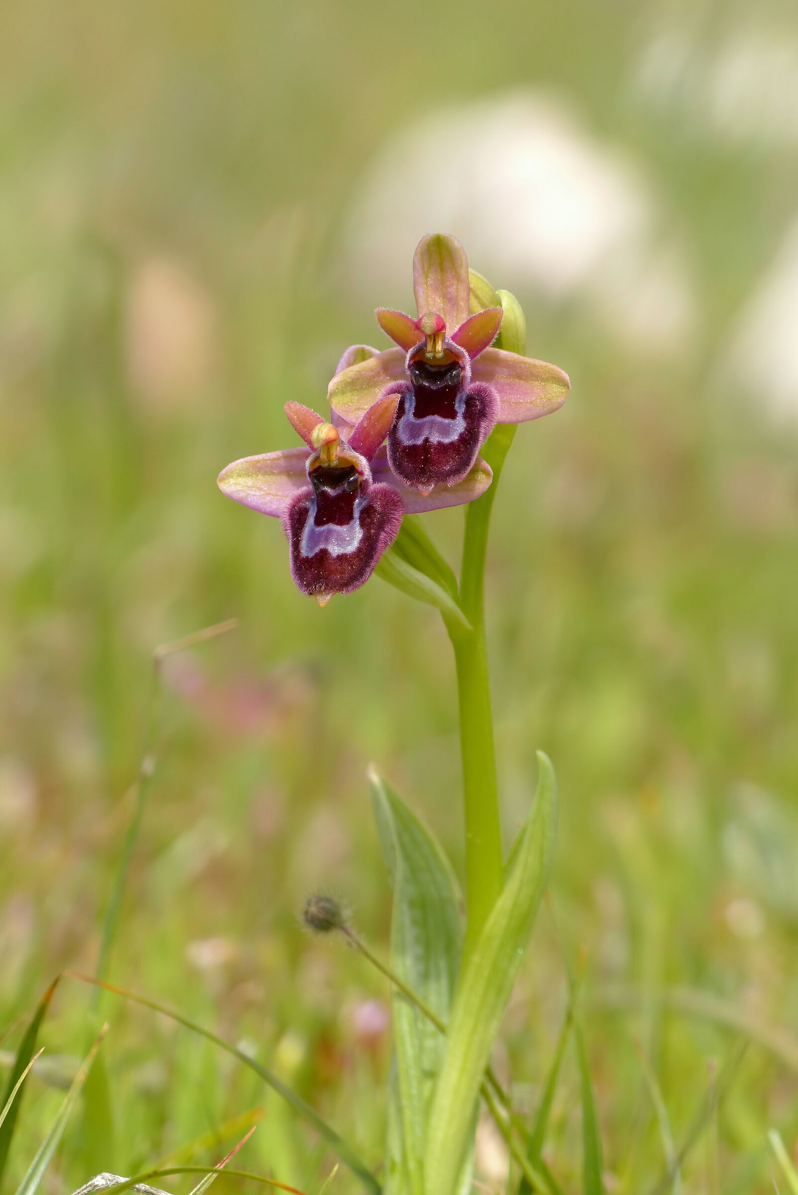 Ophrys bertoloniiformis x Ophrys bombyliflora