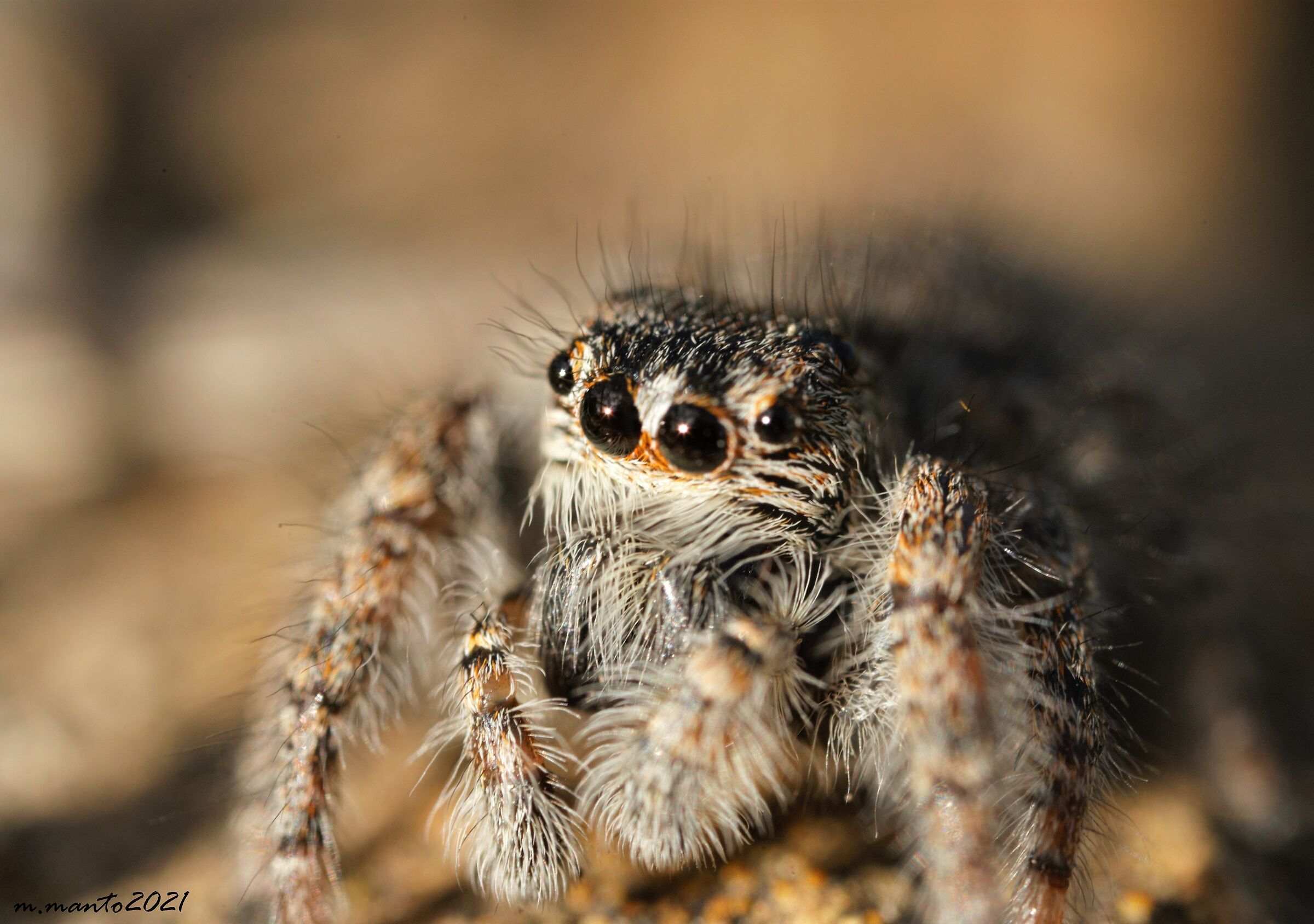 Philaeus crysops femmina
