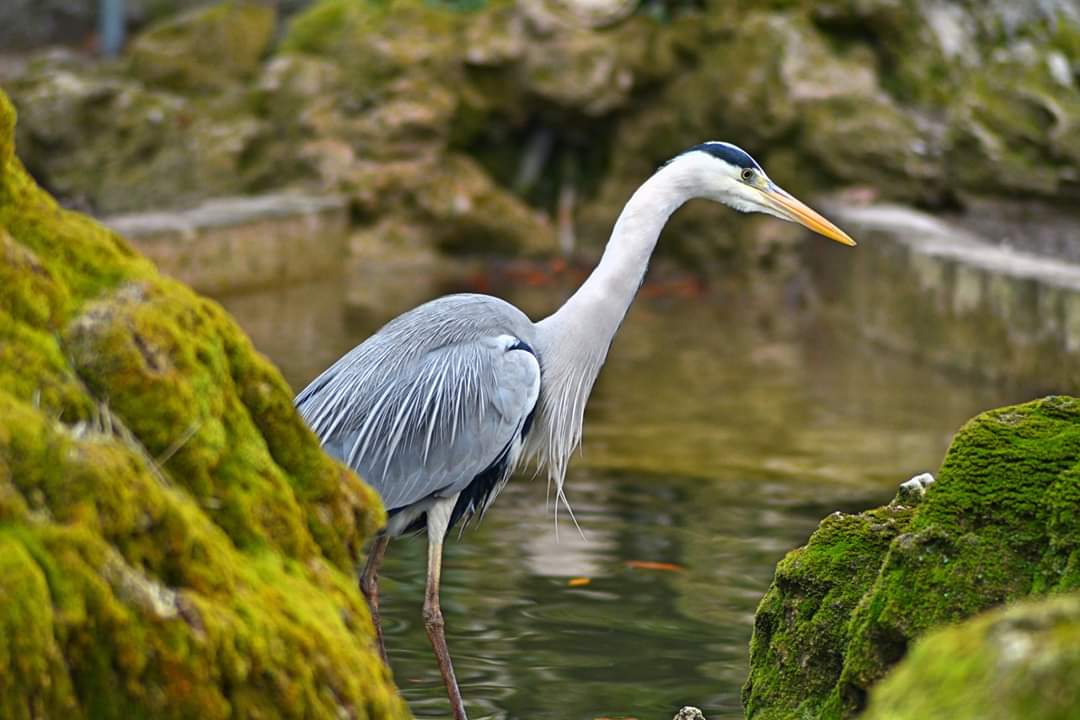 heron