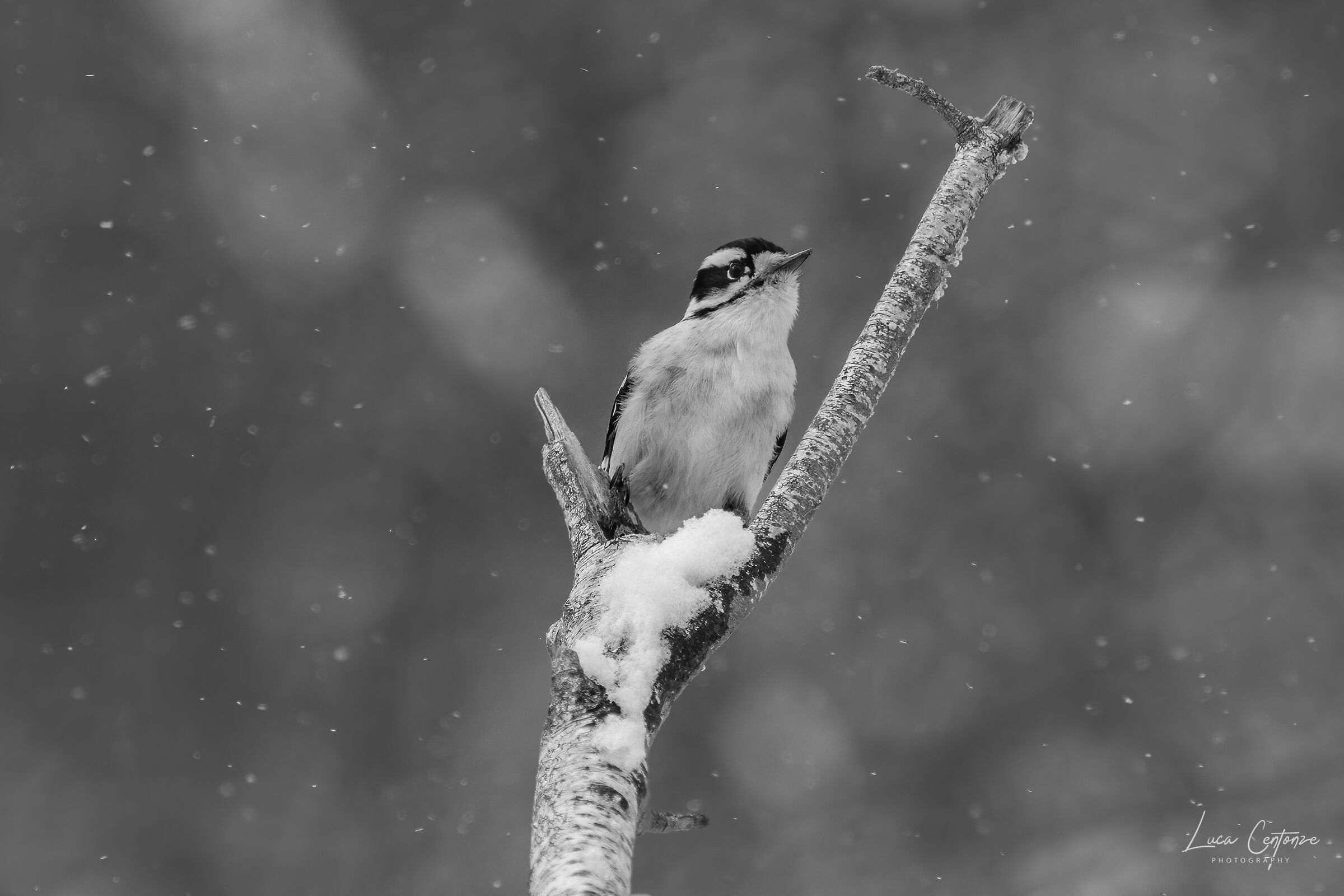 Downy Woodpecker (Picoides pubescens)