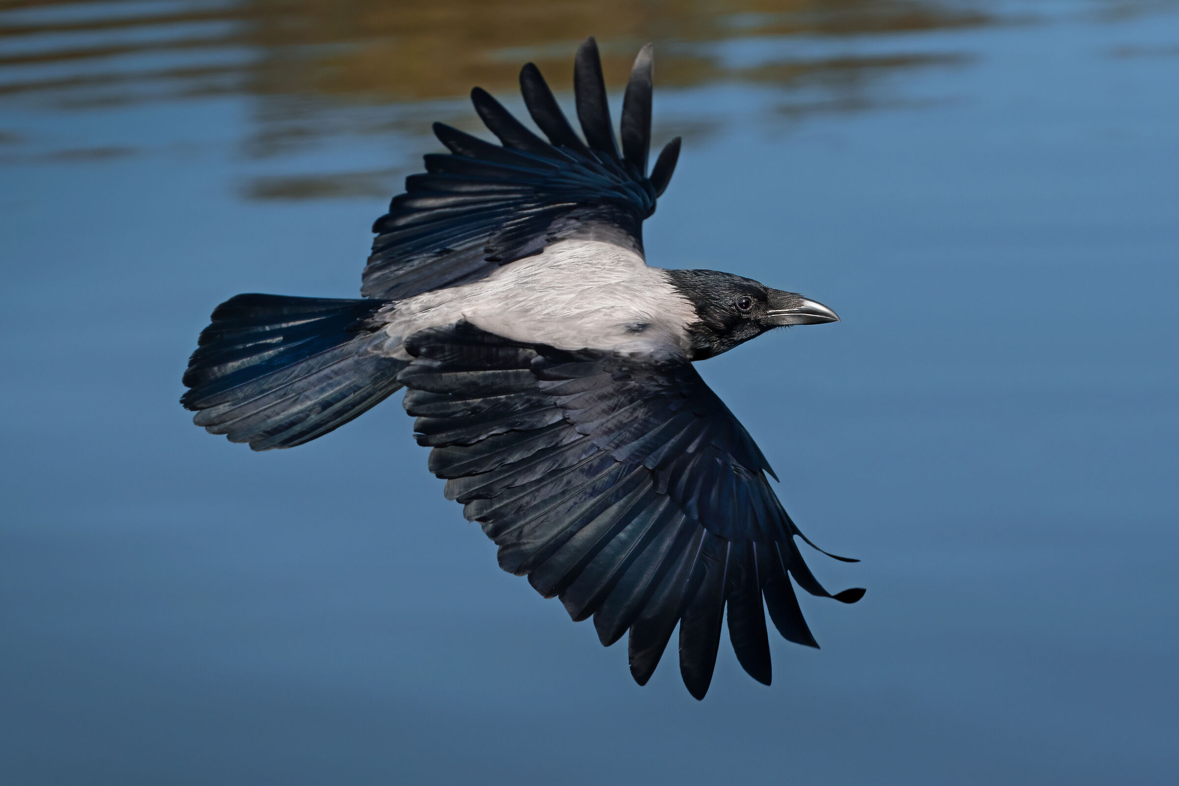 Cornacchia grigia in volo