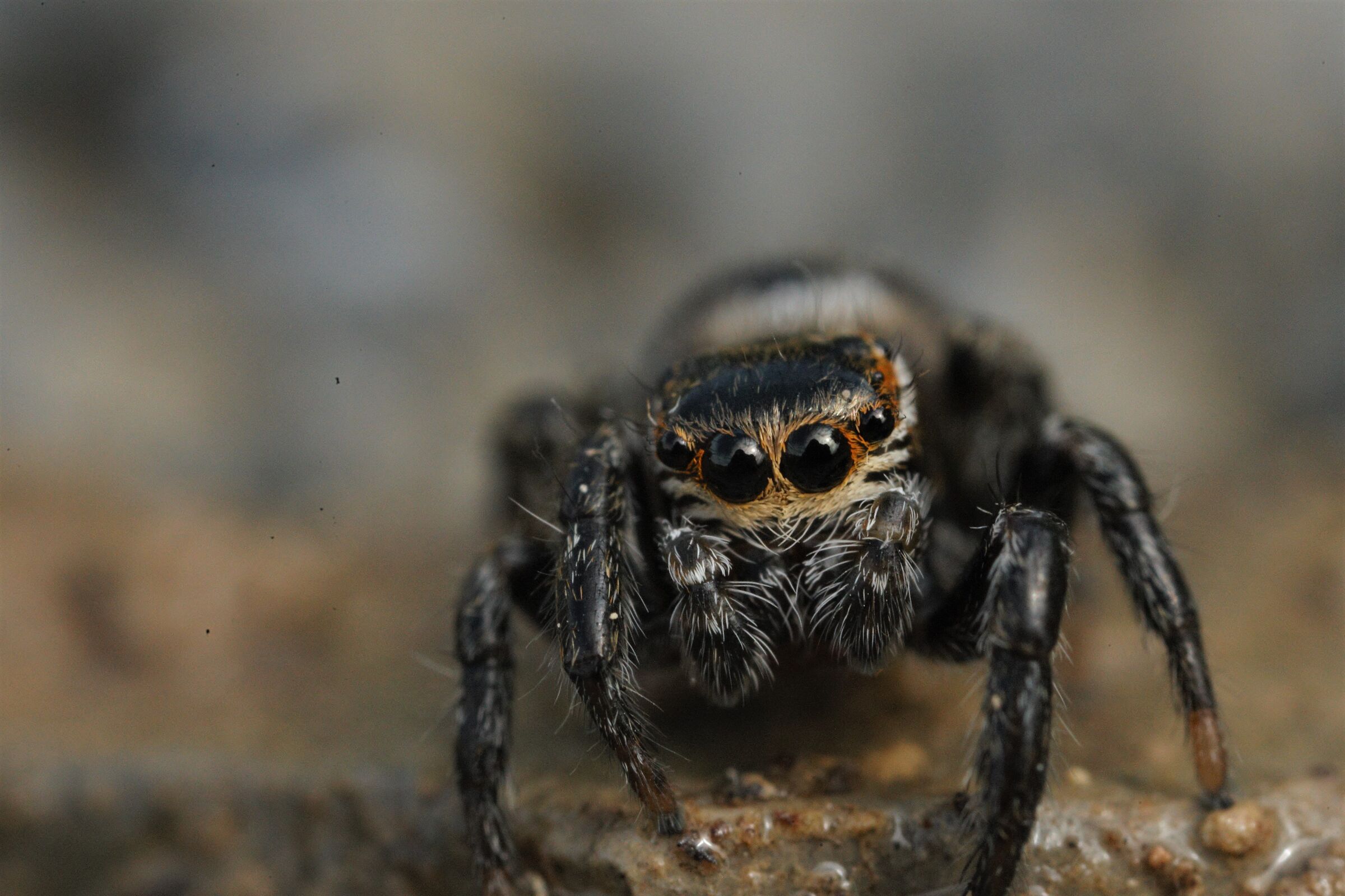 salticidae ultramacro
