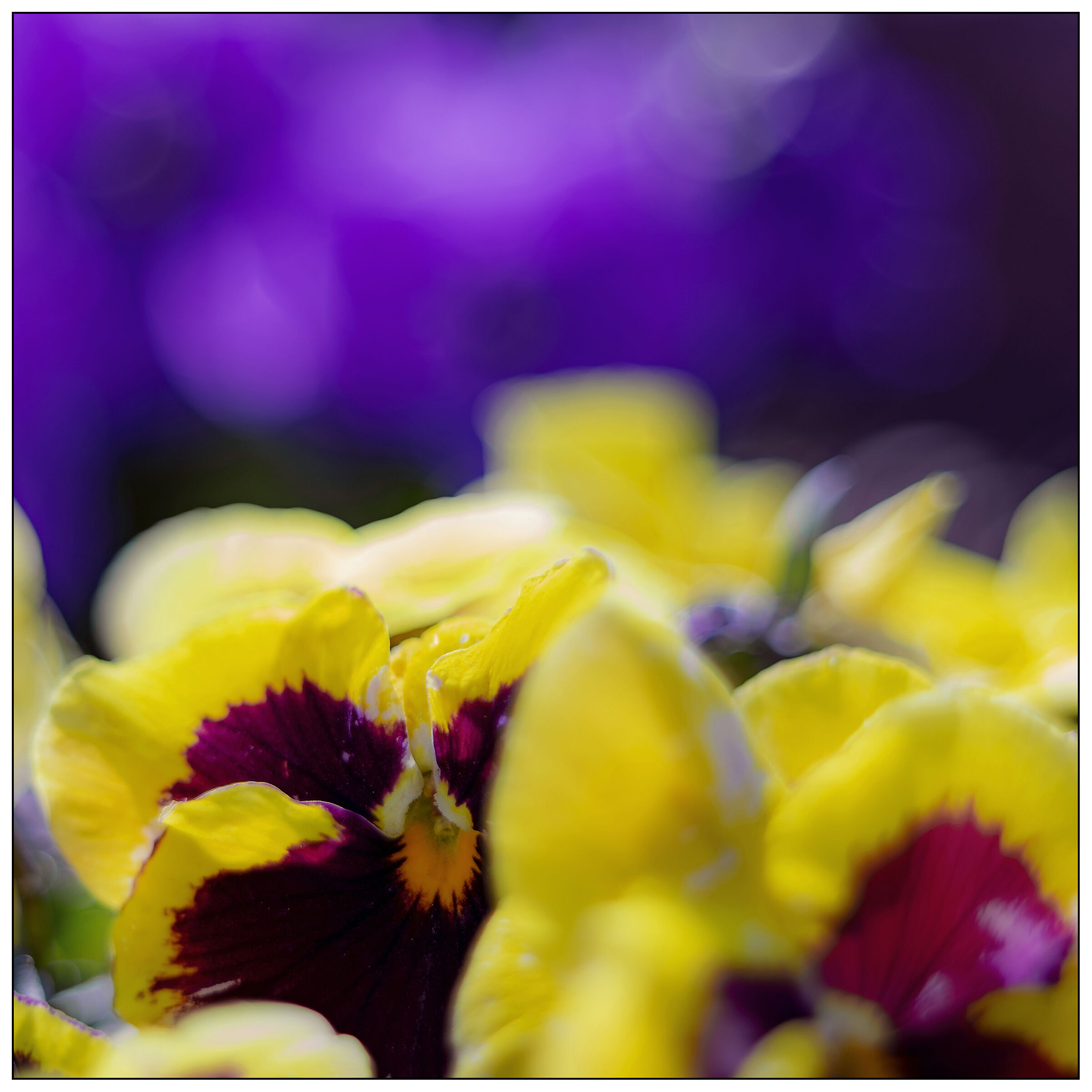 Primavera Impressioni