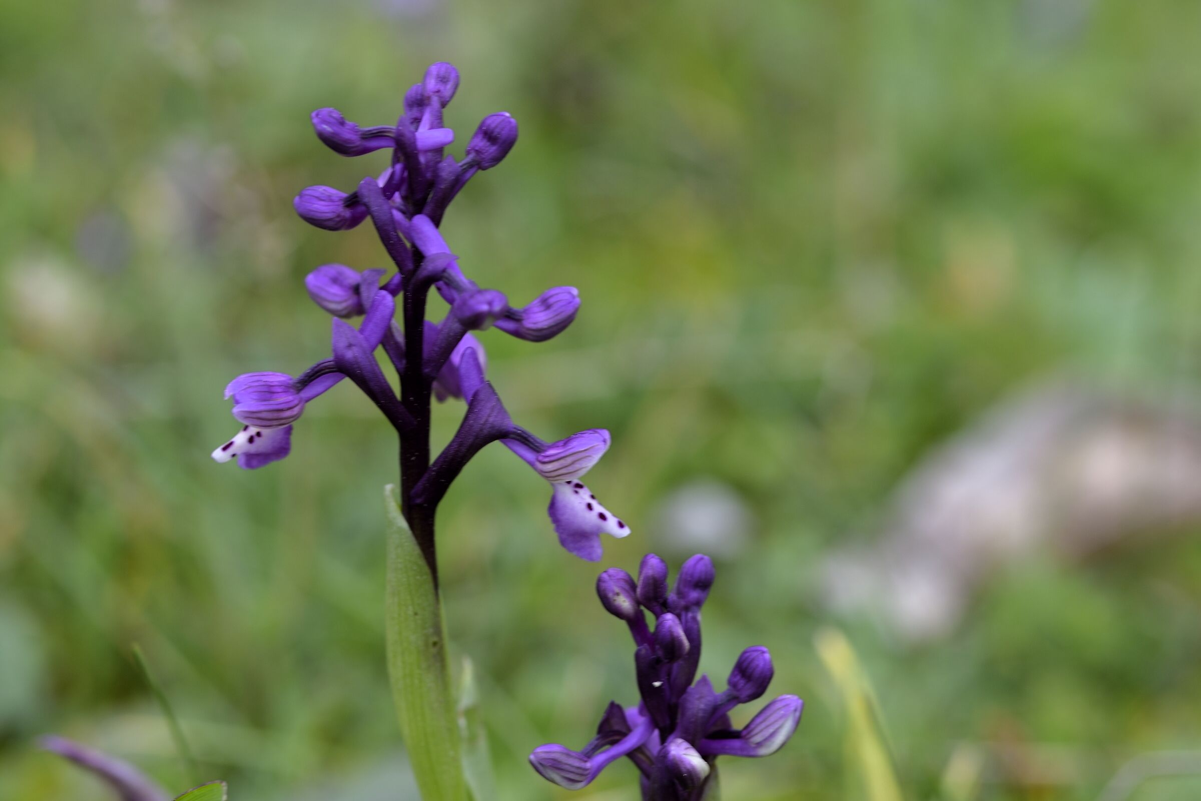 orchidea selvatica