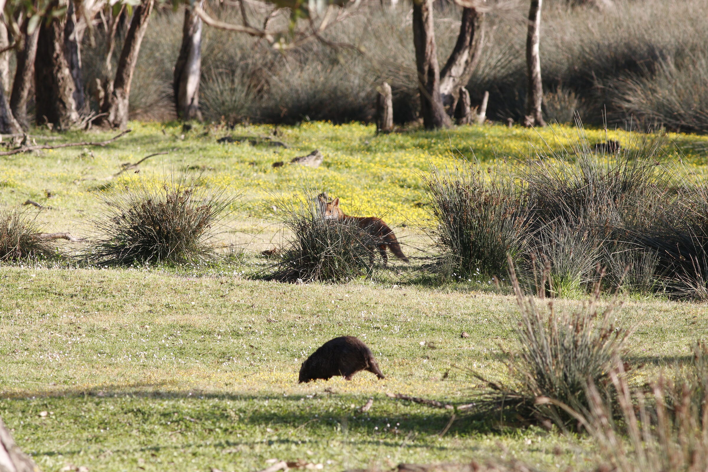 Volpe e nutria si scrutano