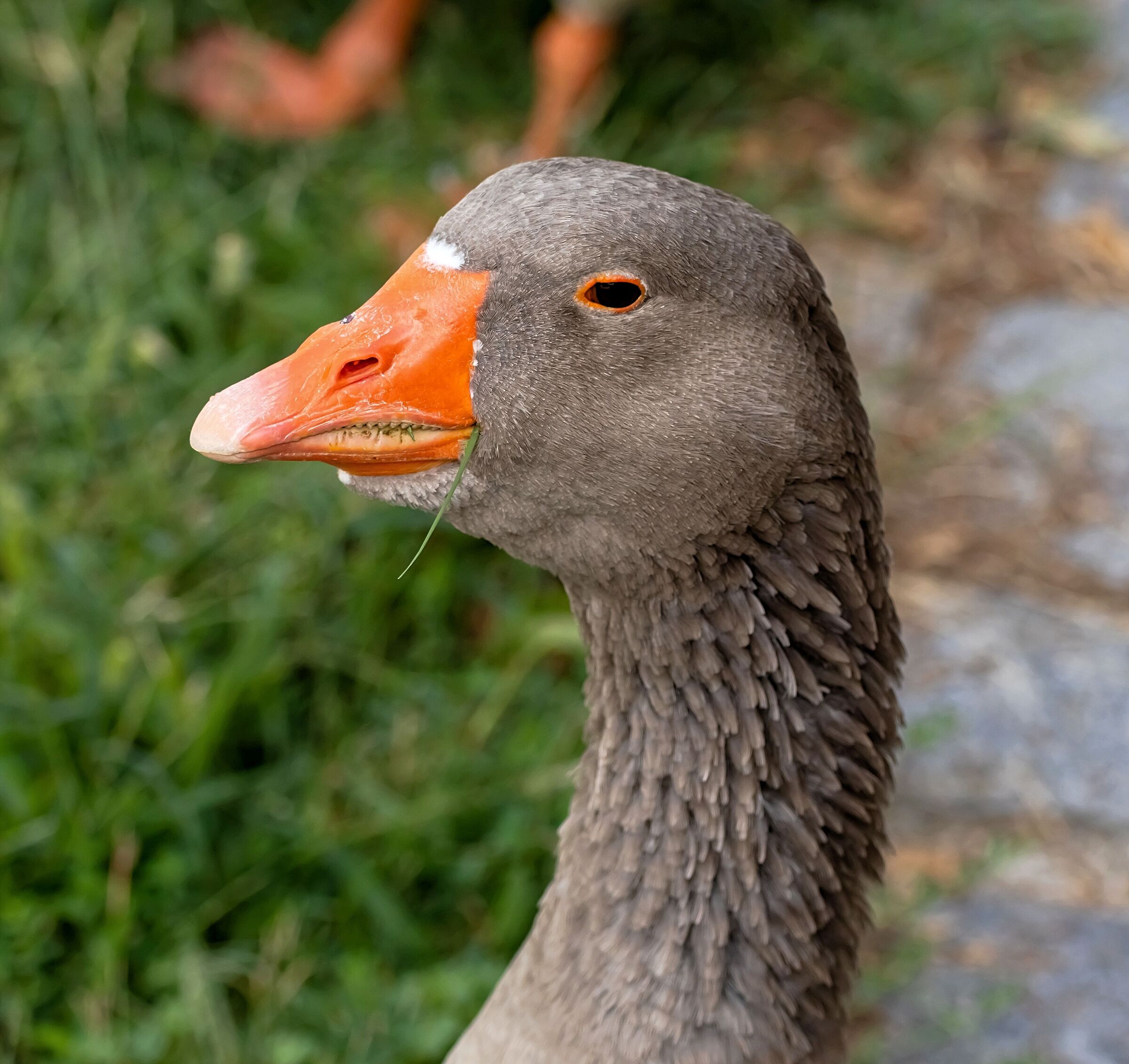 close-up goose with blade of grass in the mouth 25/08/2020