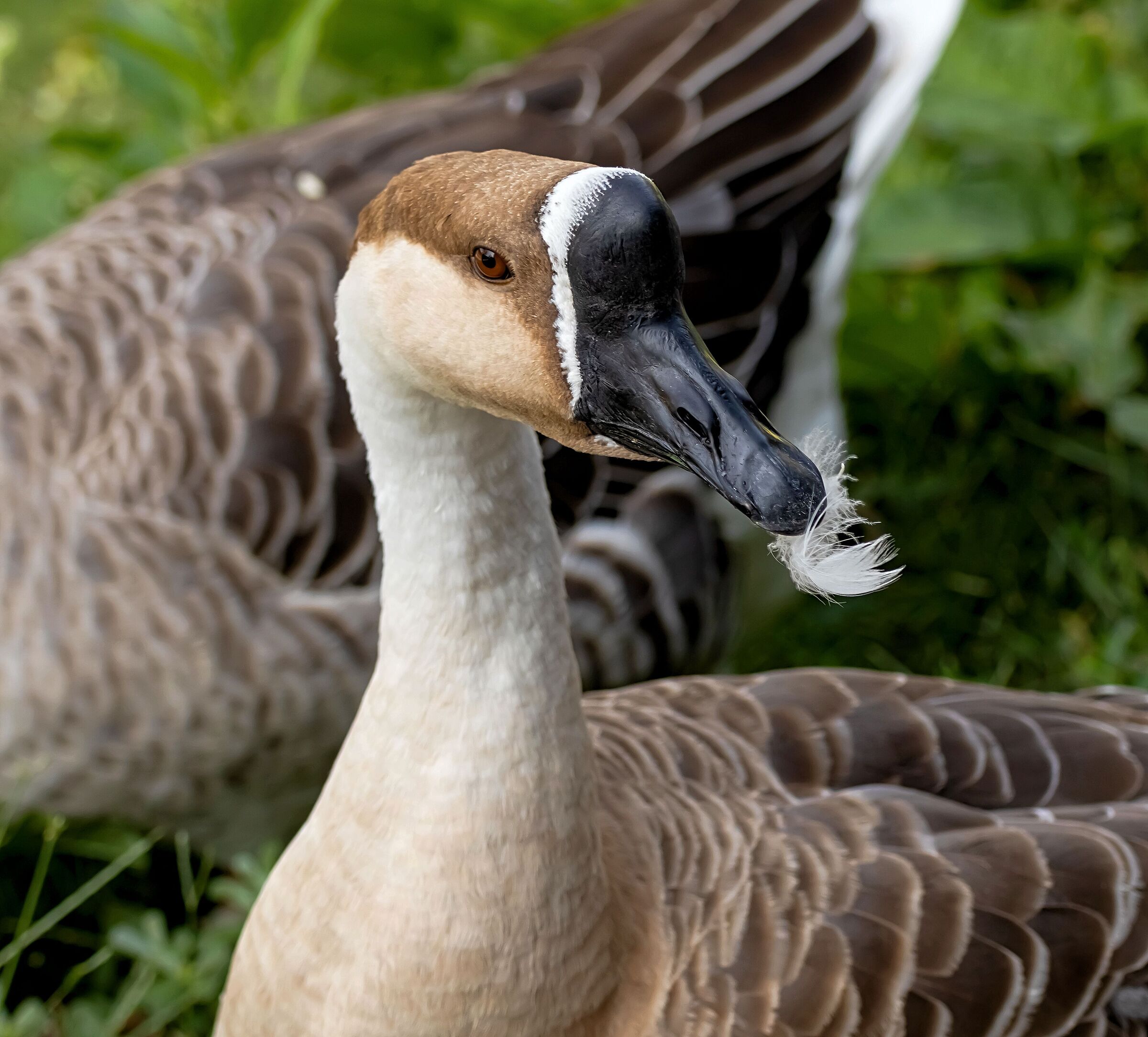 close-up goose with feather in the mouth 25/08/2020