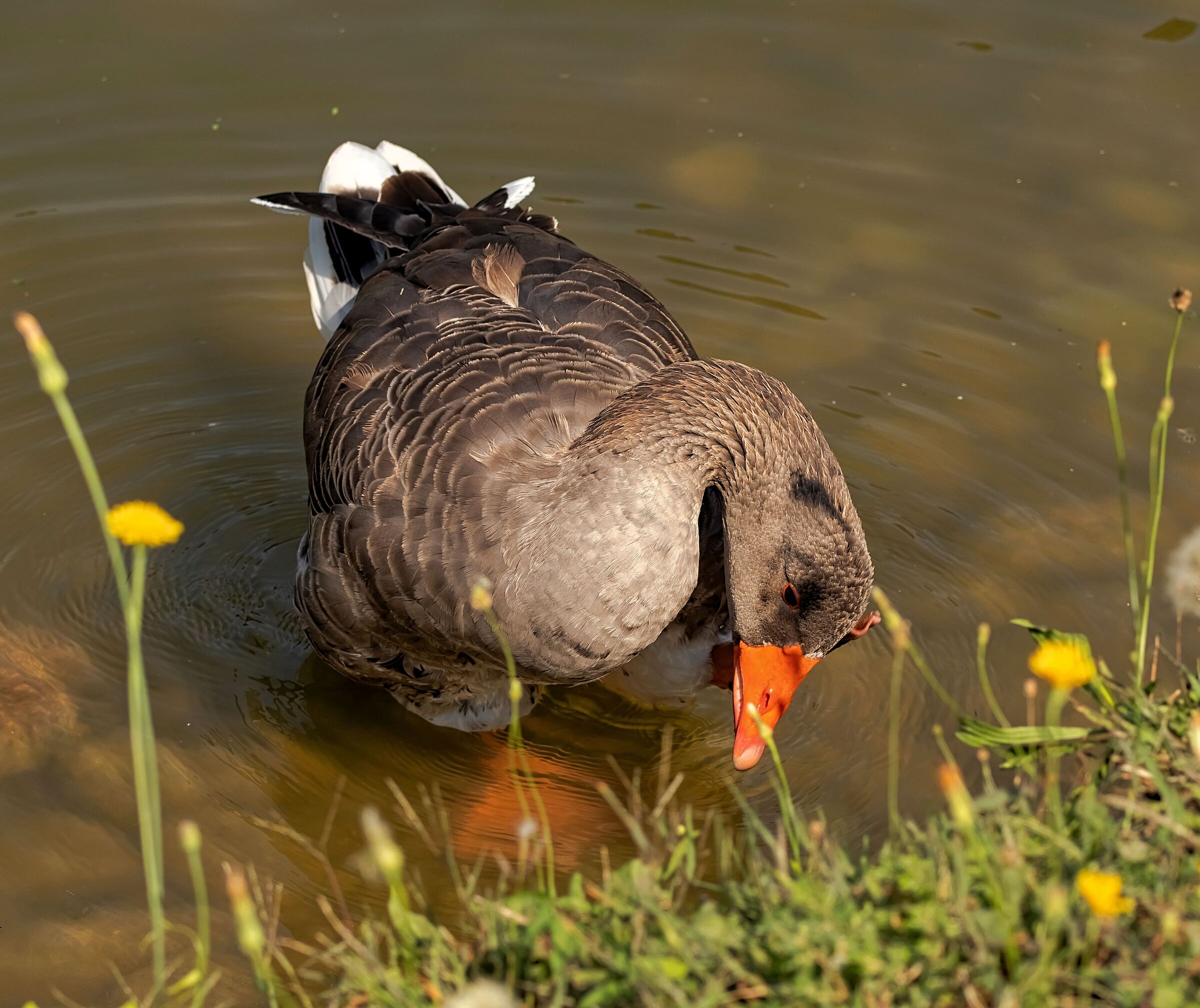 goose on shore scratching head with paw 25/08/2020