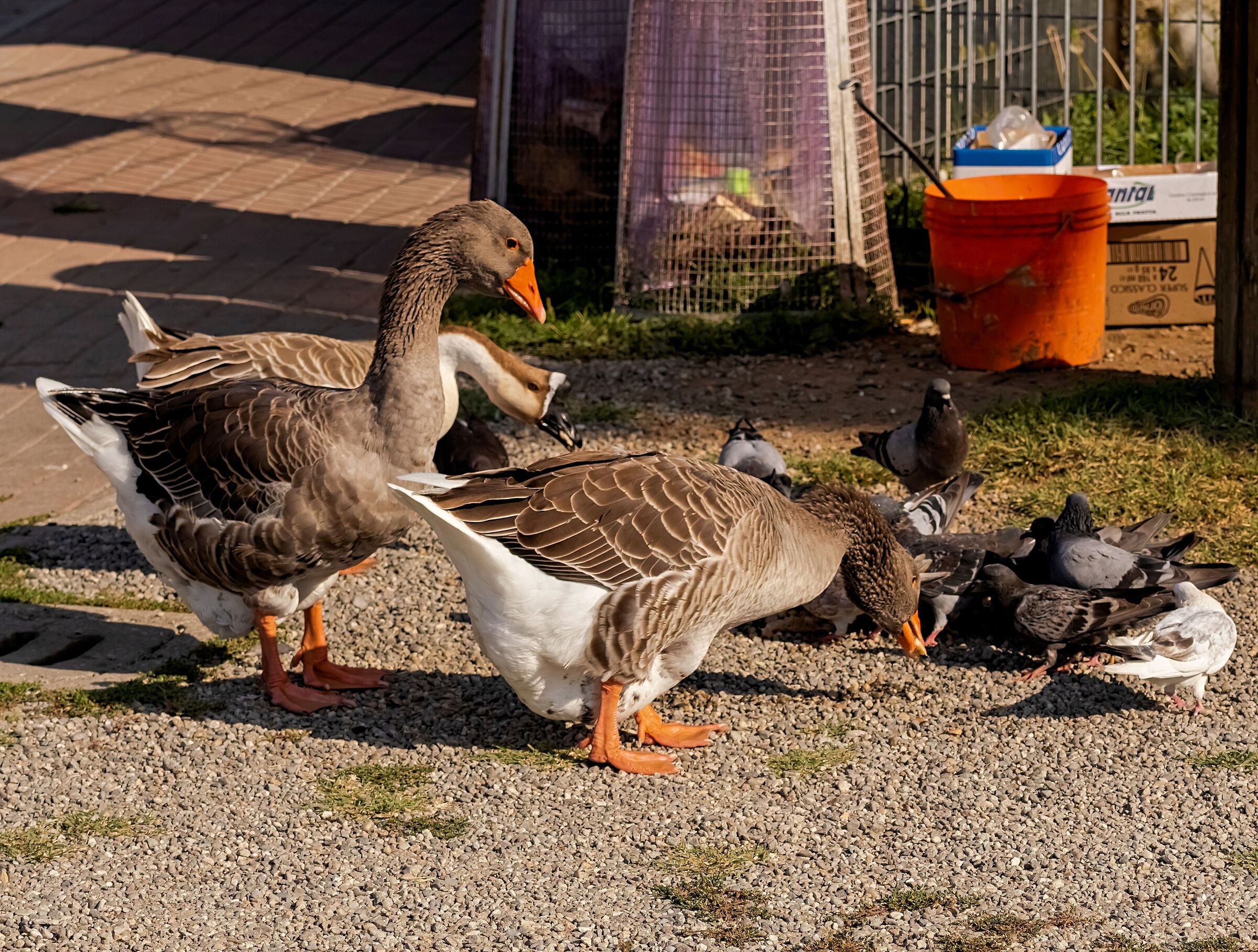 geese eating with pigeons 25/08/2020