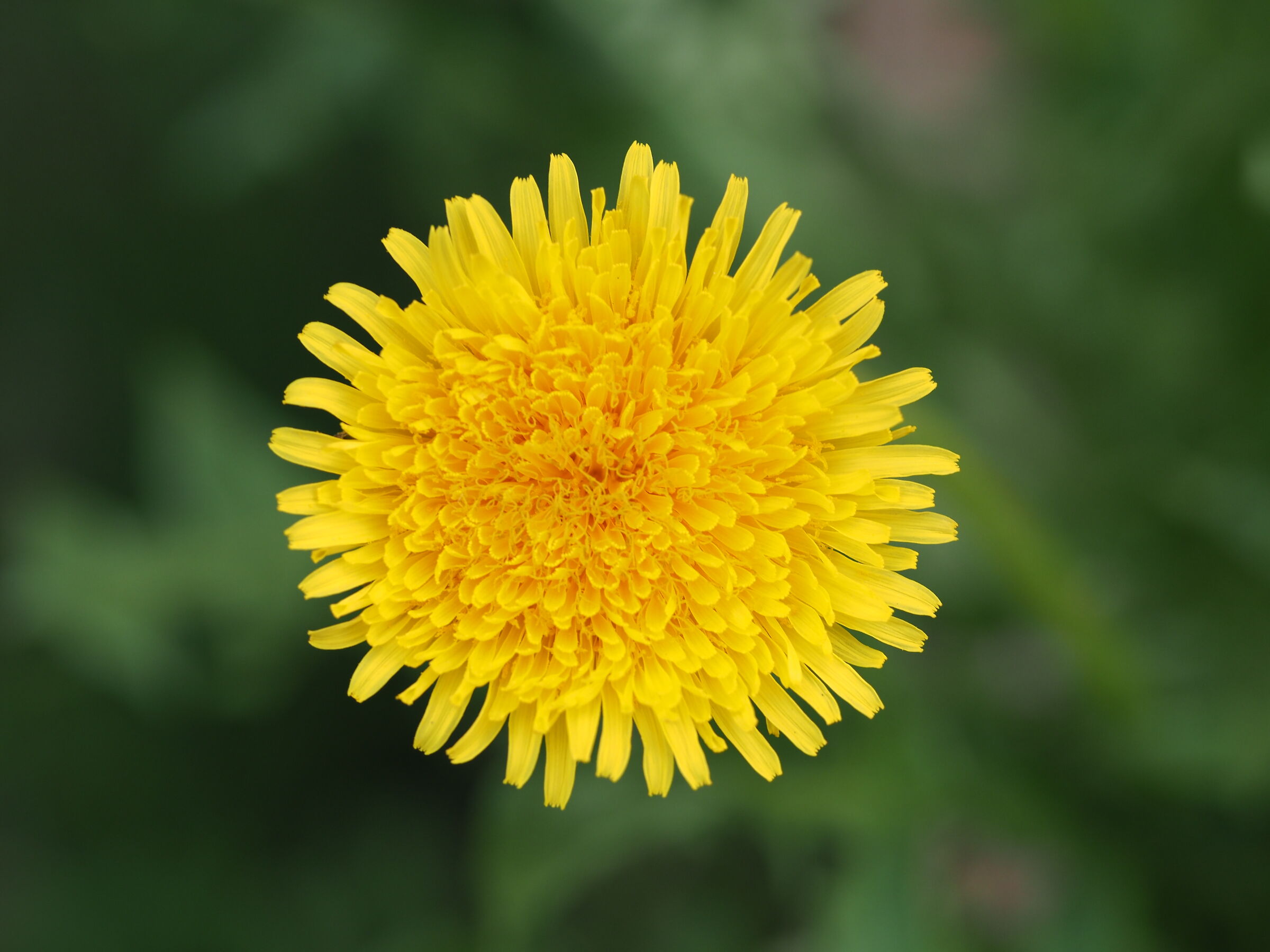 Early blooms