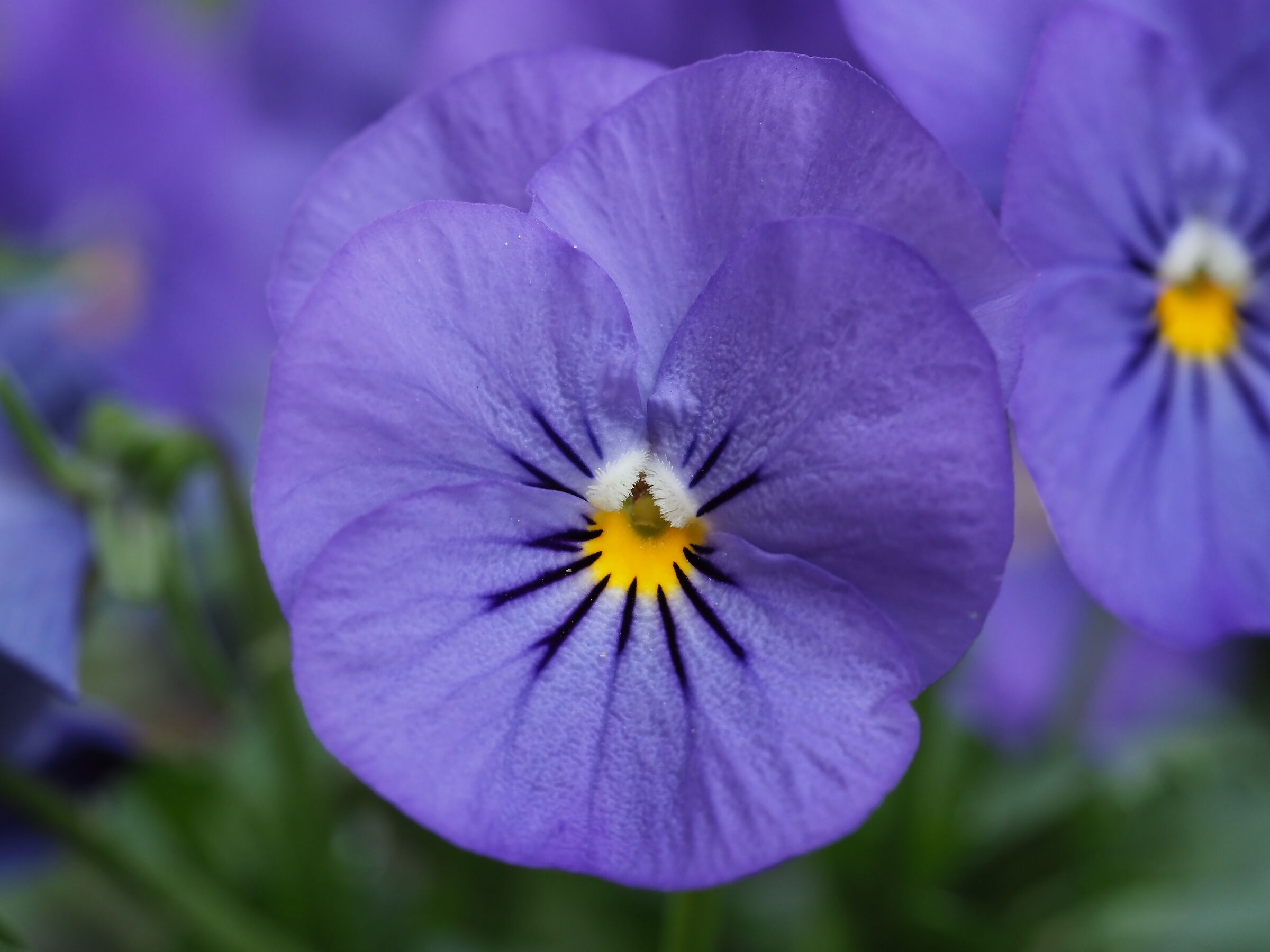 Early blooms 2