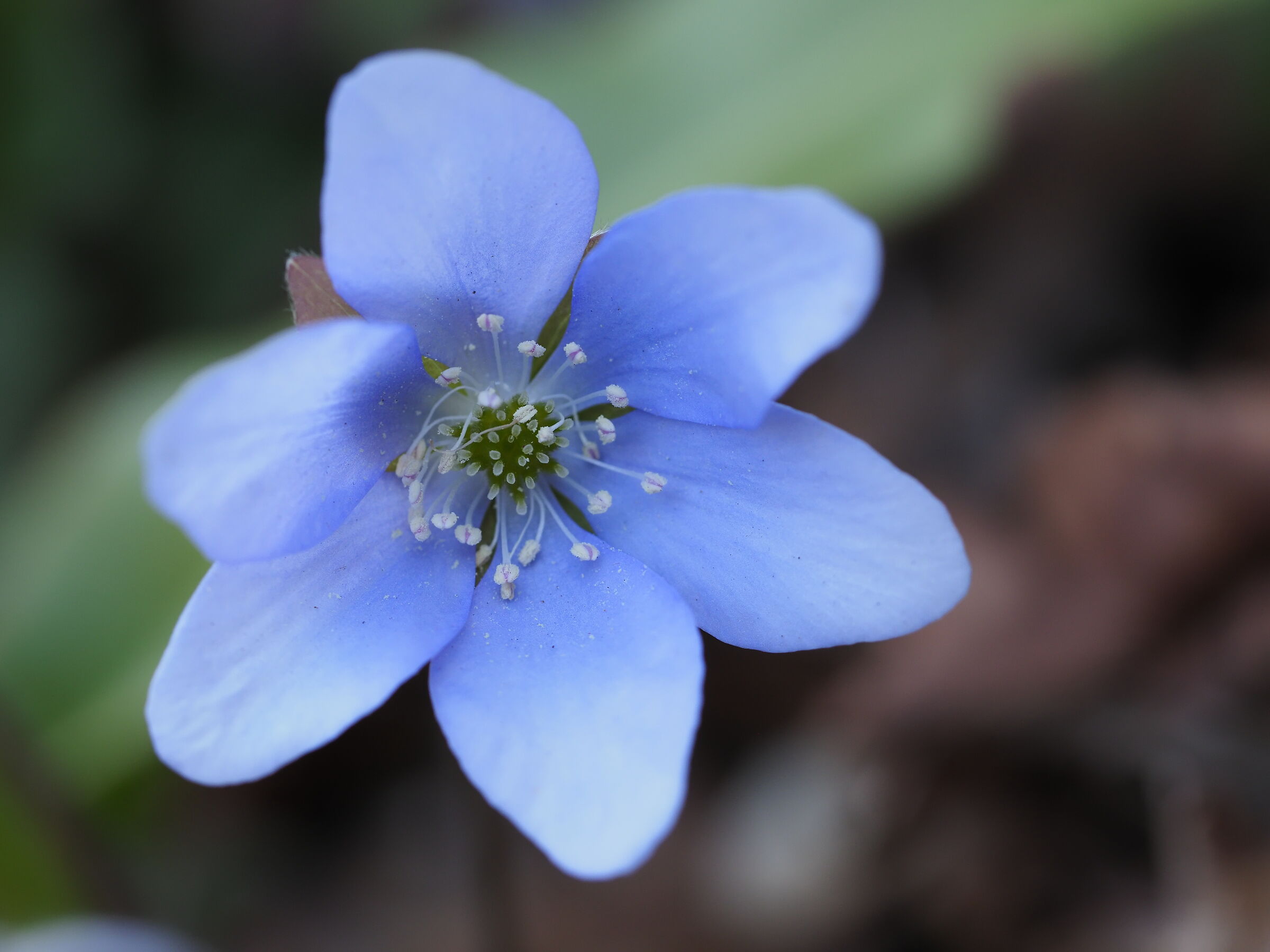 first blooms 3