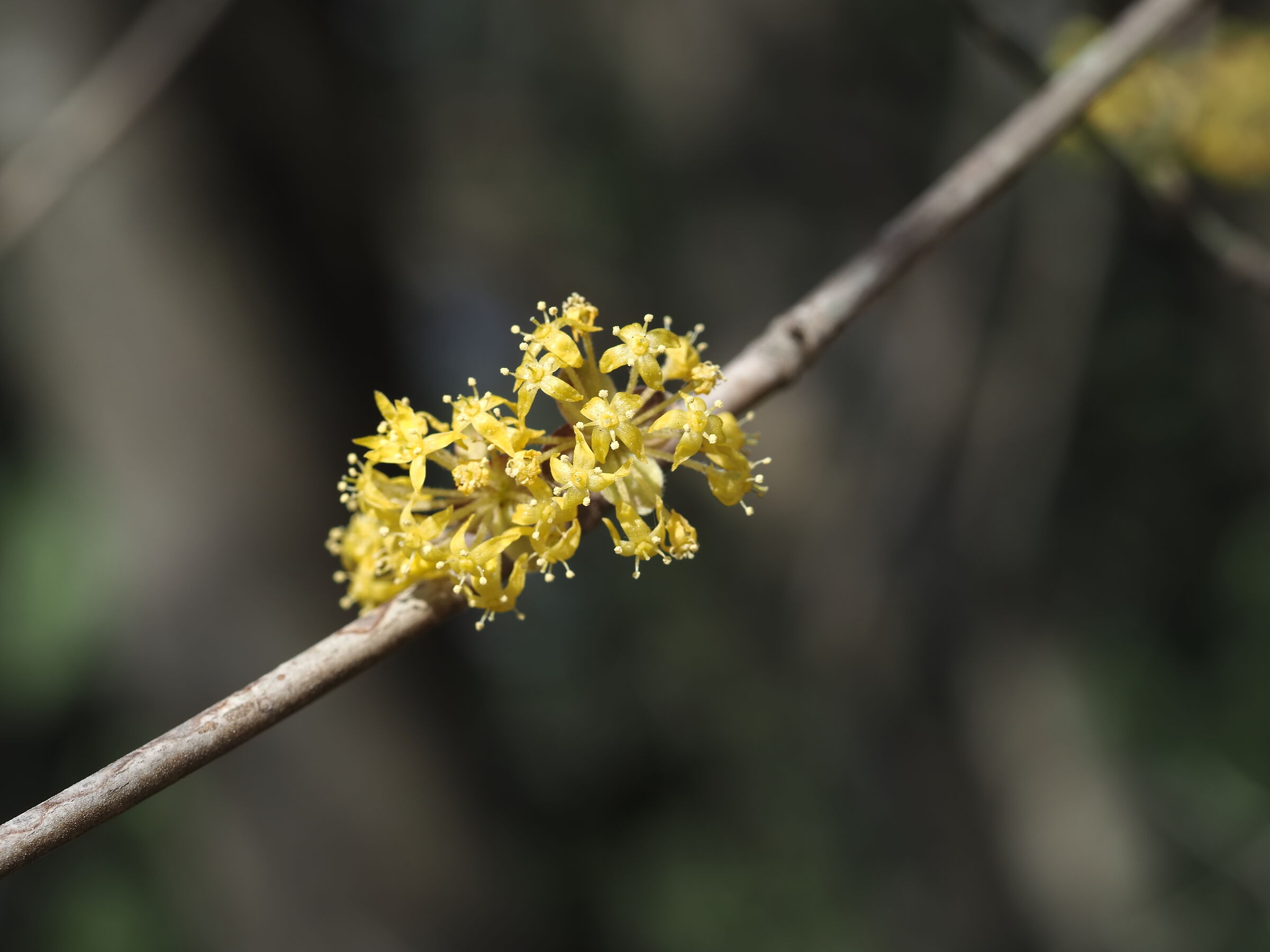 Early blooms 4