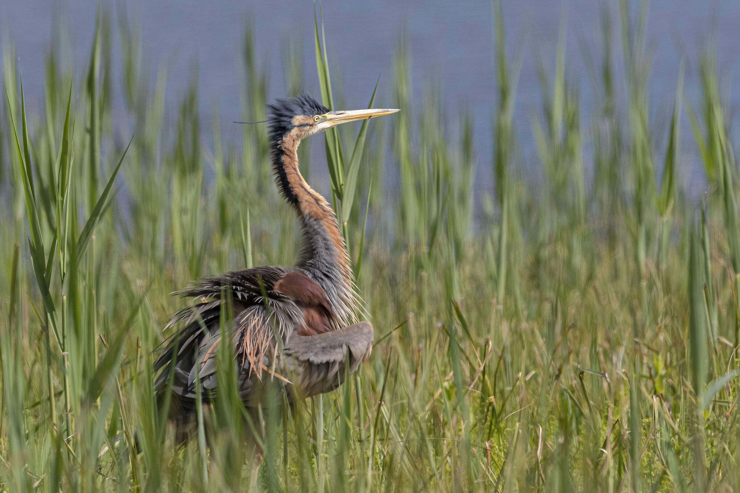purple heron