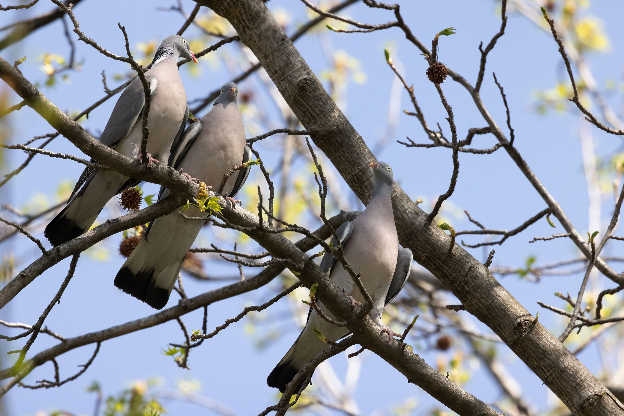 Colombacci (Columba palumbus)