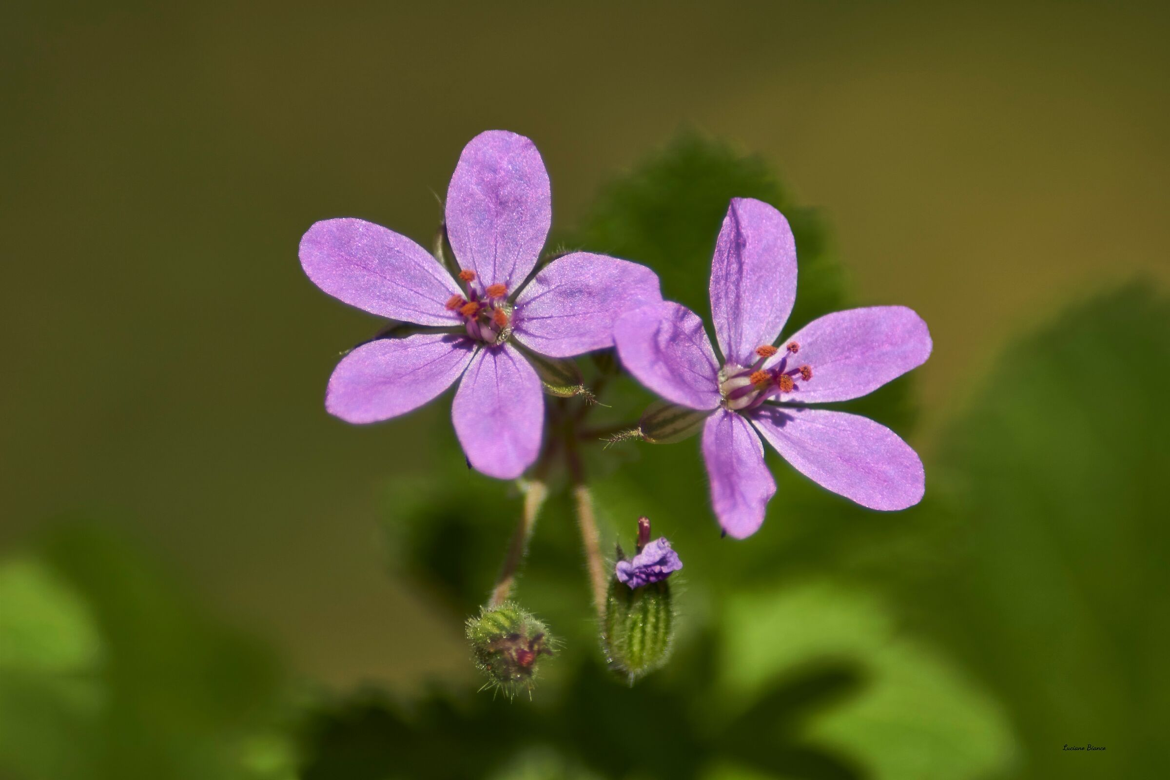 Erodium