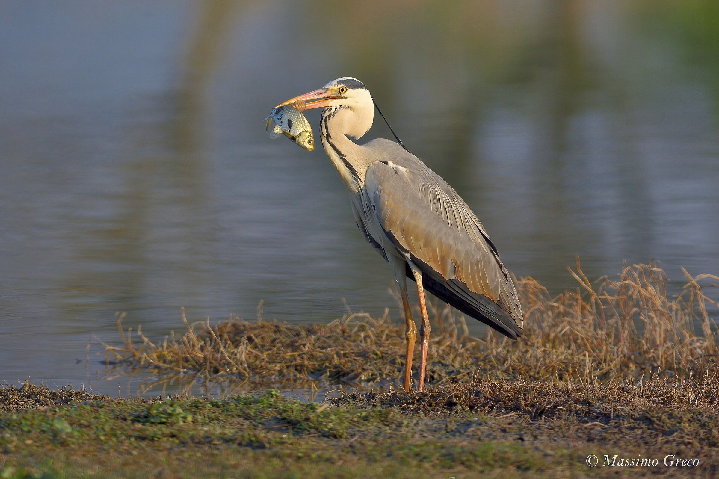 Breakfast at dawn - Gray Heron