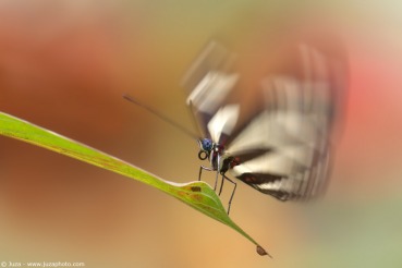 Heliconius charithonia