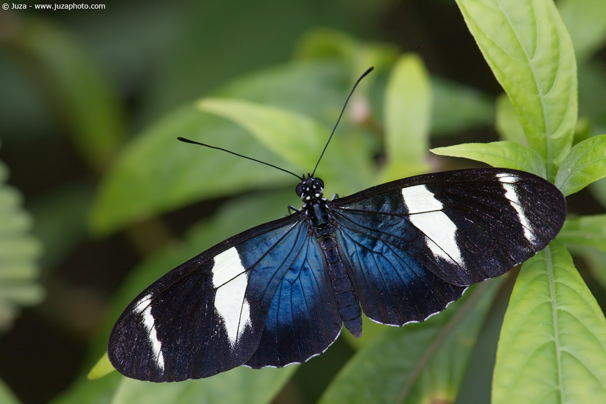 Heliconius sara, 010691
