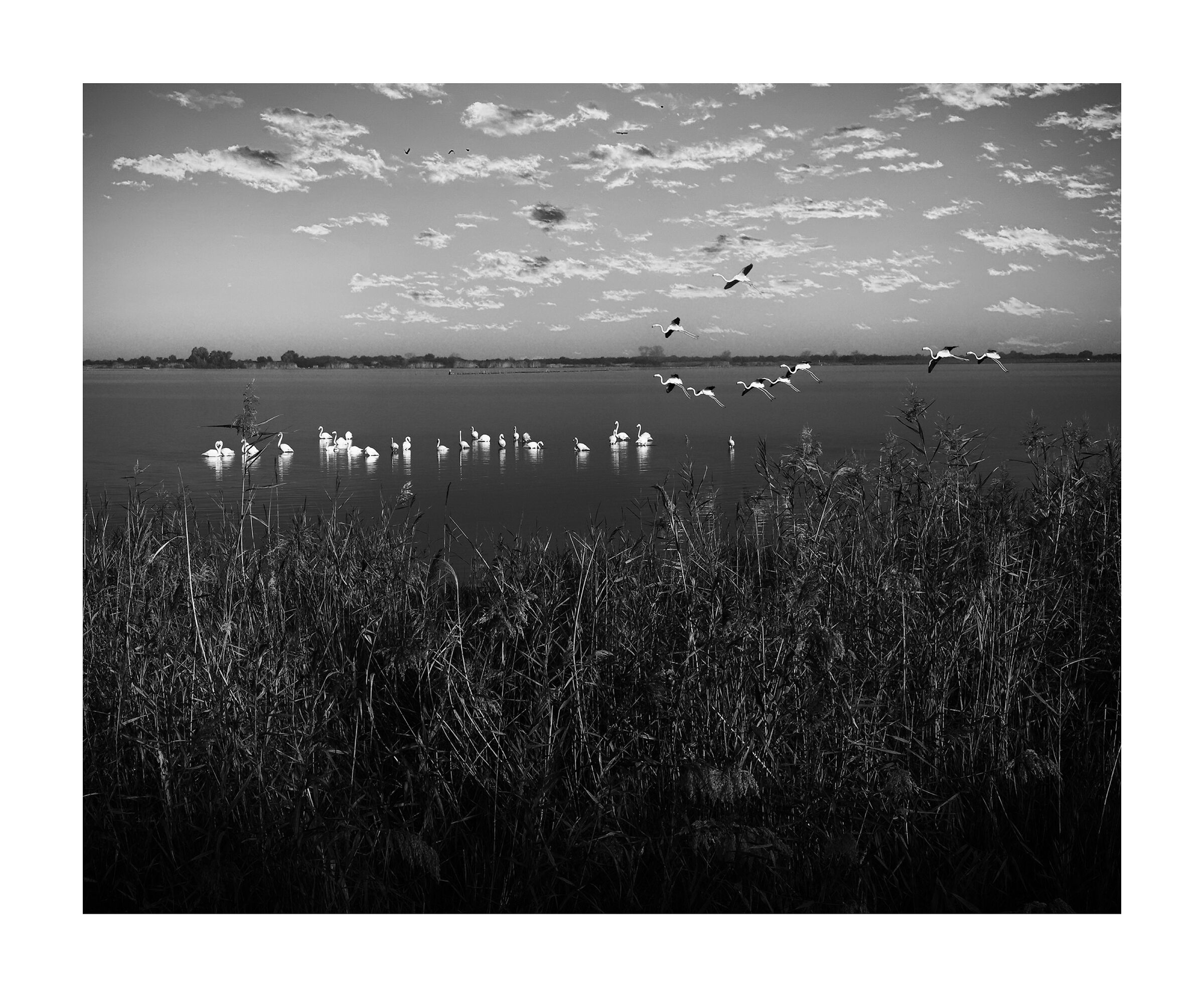 landing of flamingos