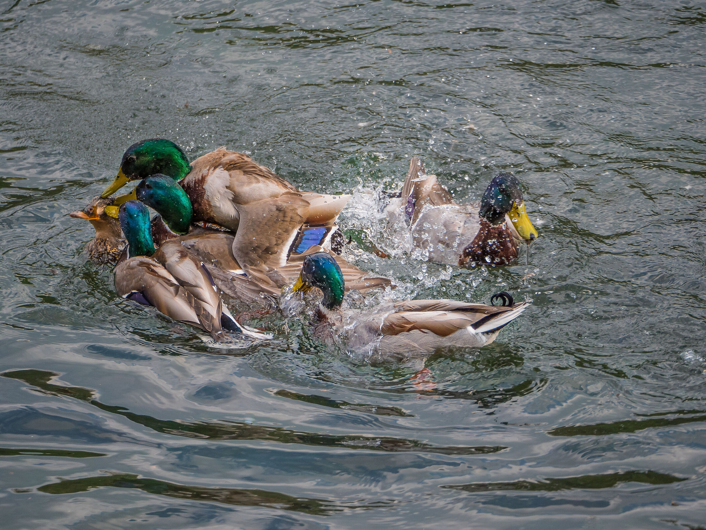 a l'amour..... "Cherchez la femme"