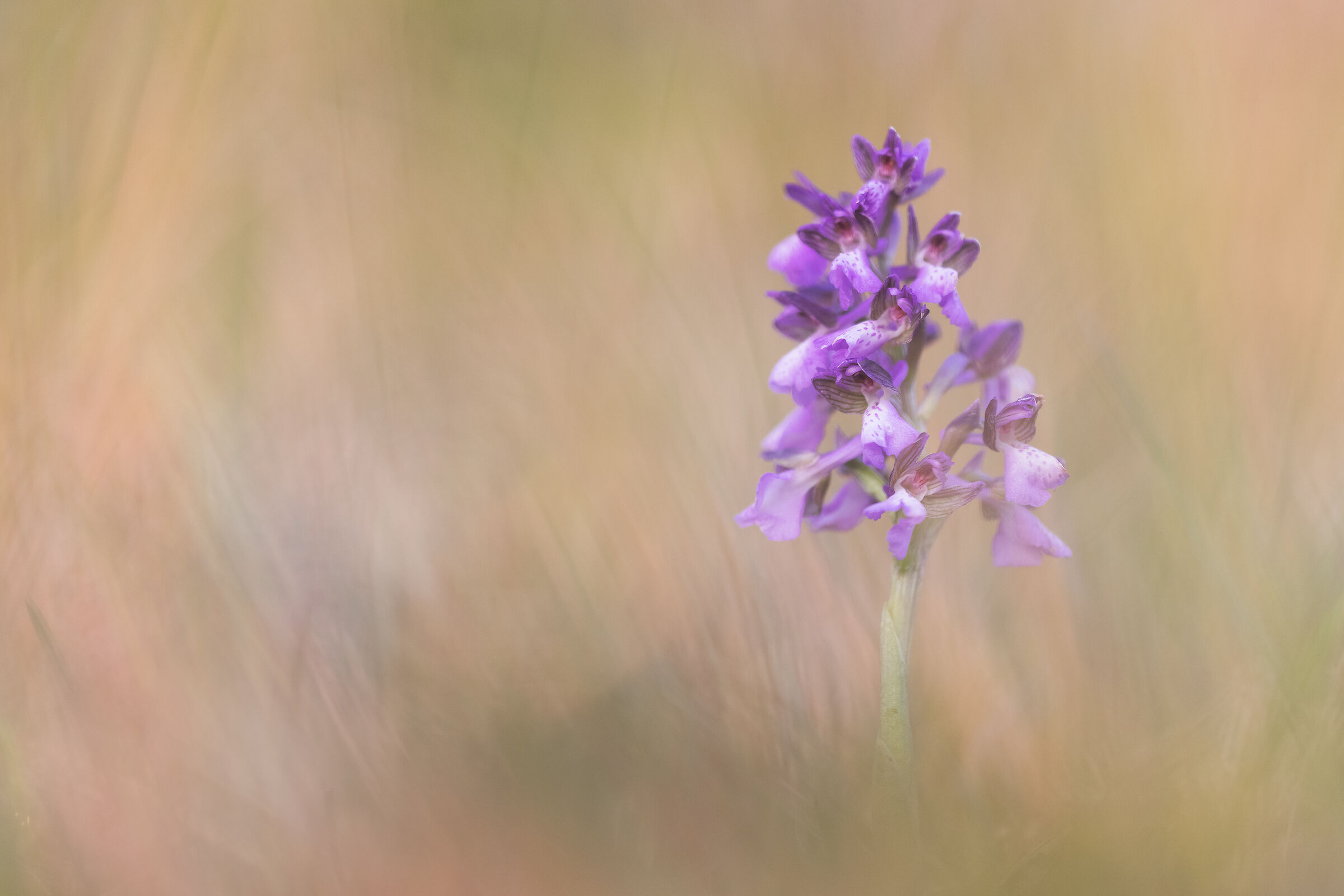 Anacamptis morio