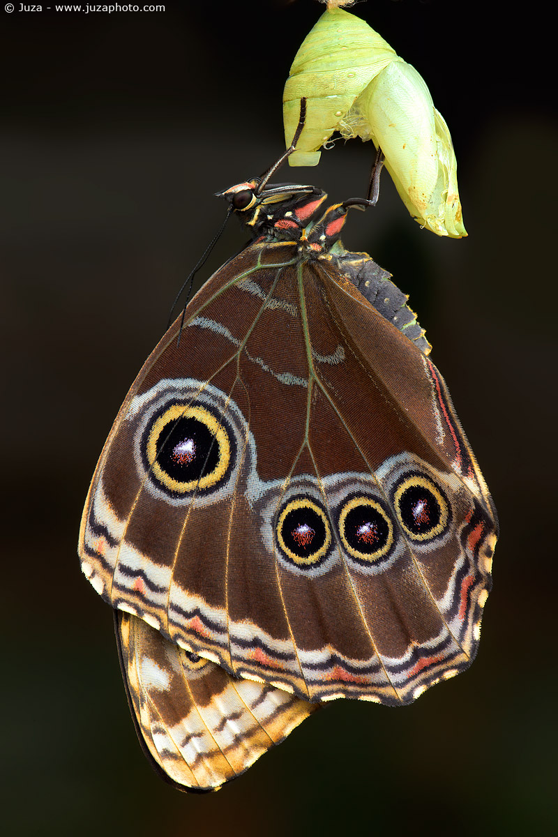 Morpho peleides, 010712