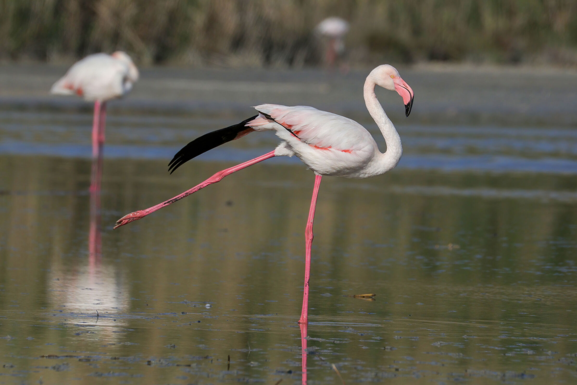 Flamingo in relaxation