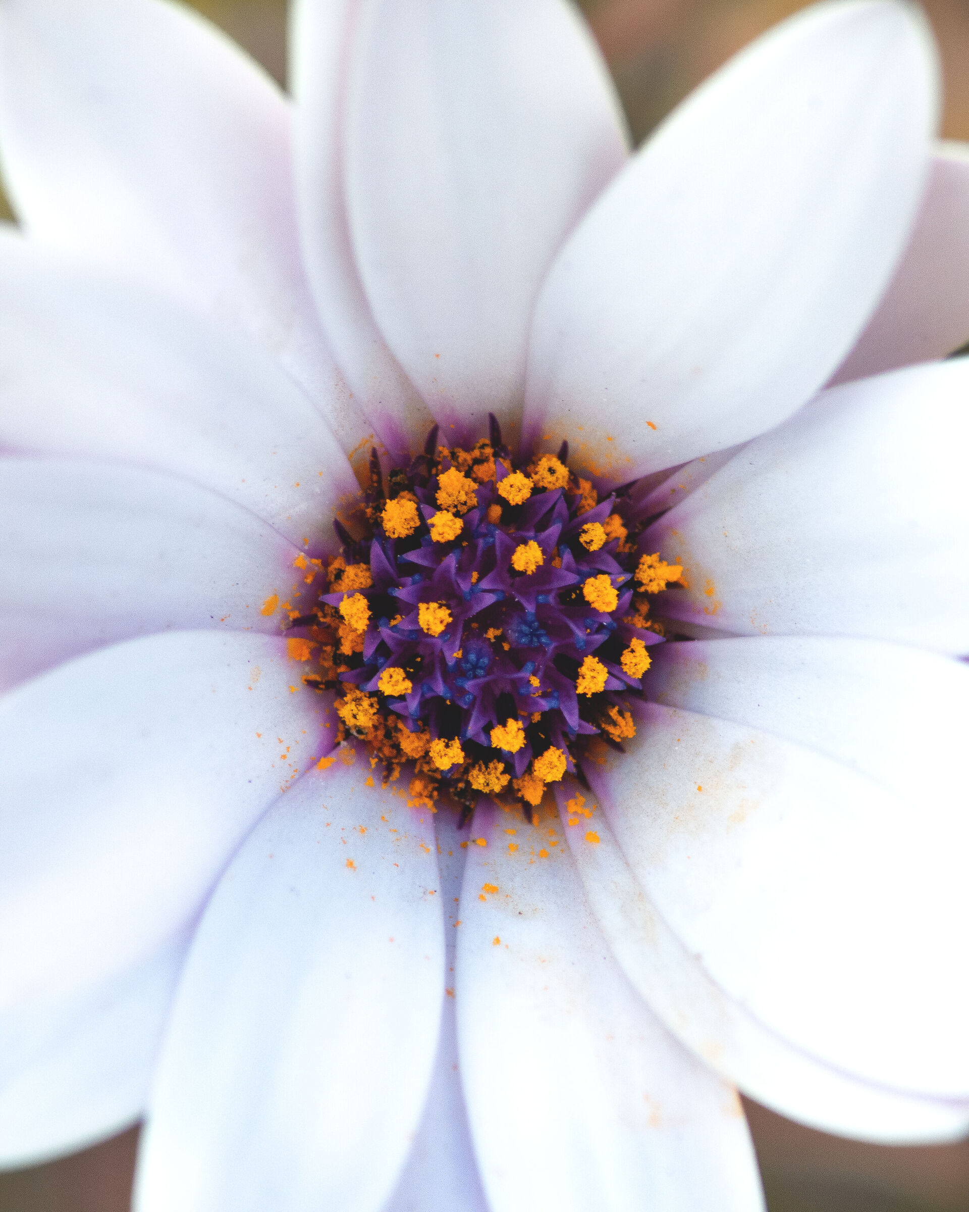 Dimorphotheca Municipality