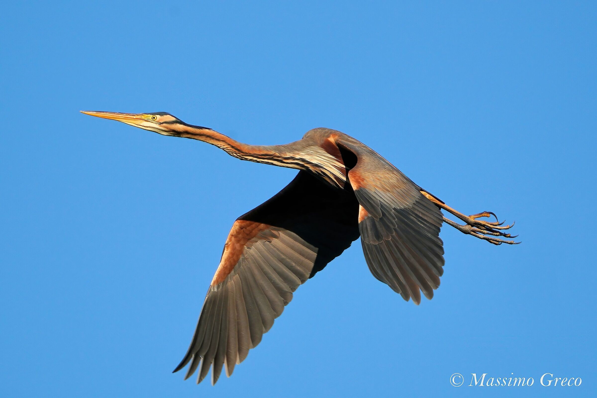 Airone rosso (Ardea purpurea)