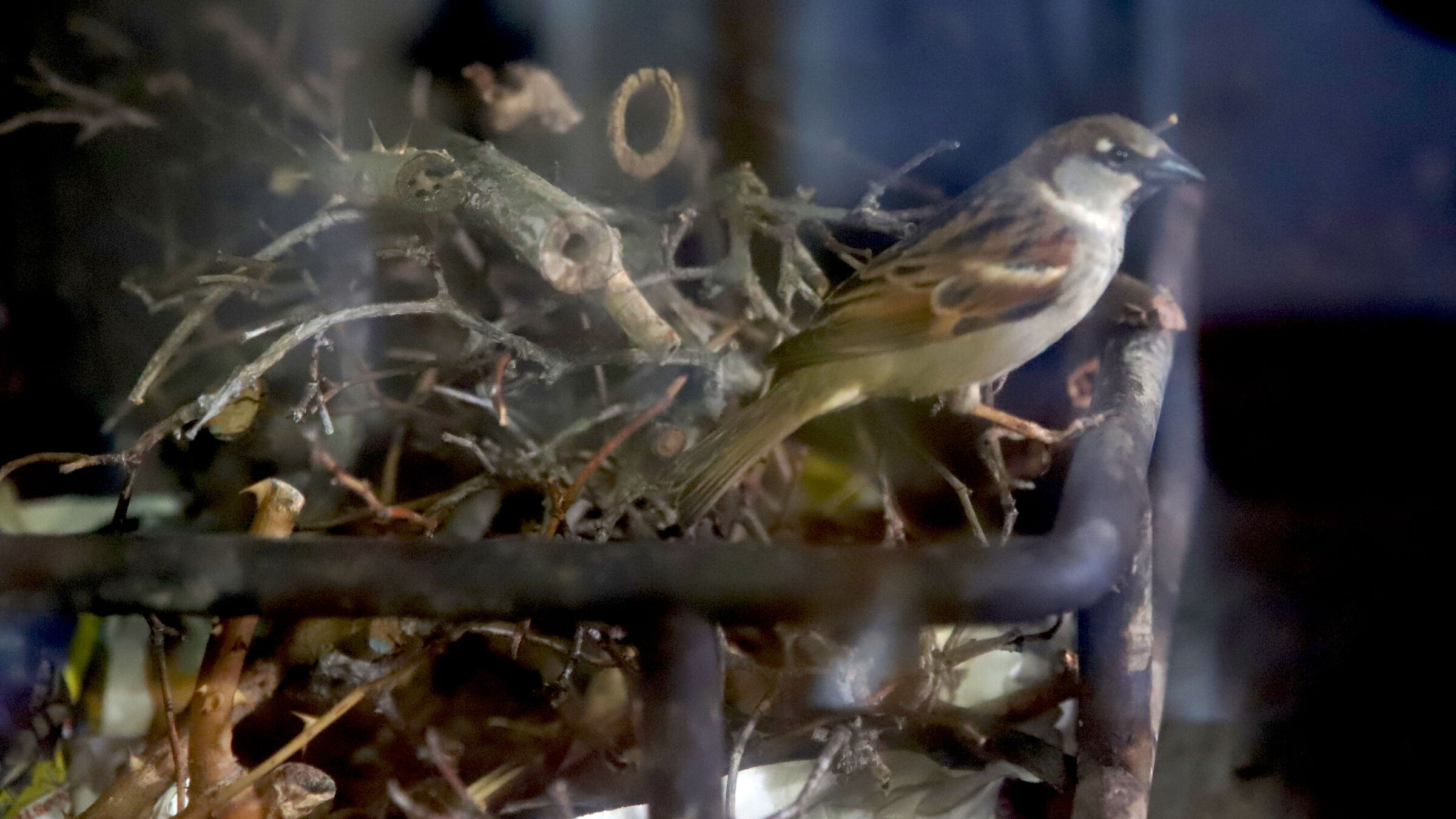 La storia di Semola.......