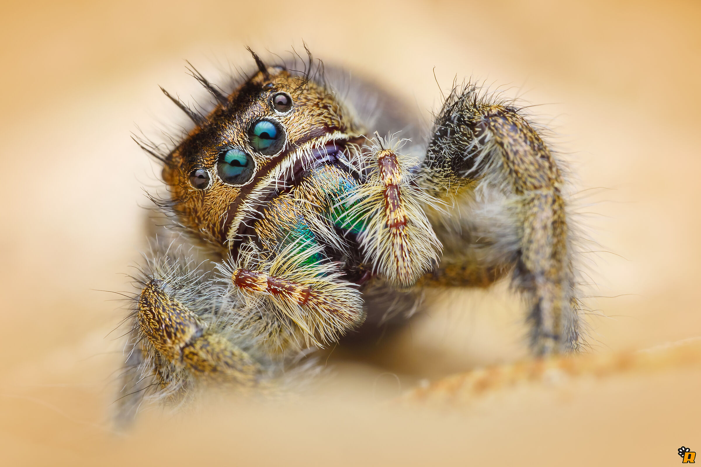 Phidippus bidentatus