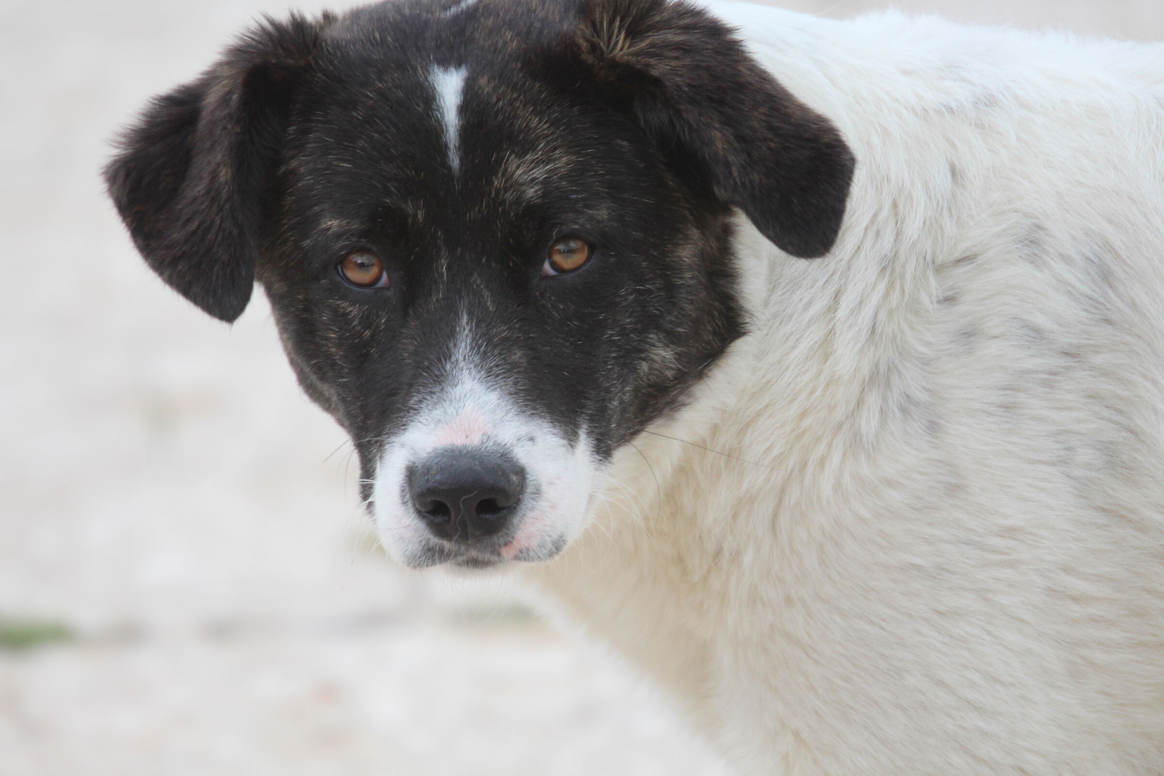 " Crop 480 ", Canon 70- 300 DO IS USM