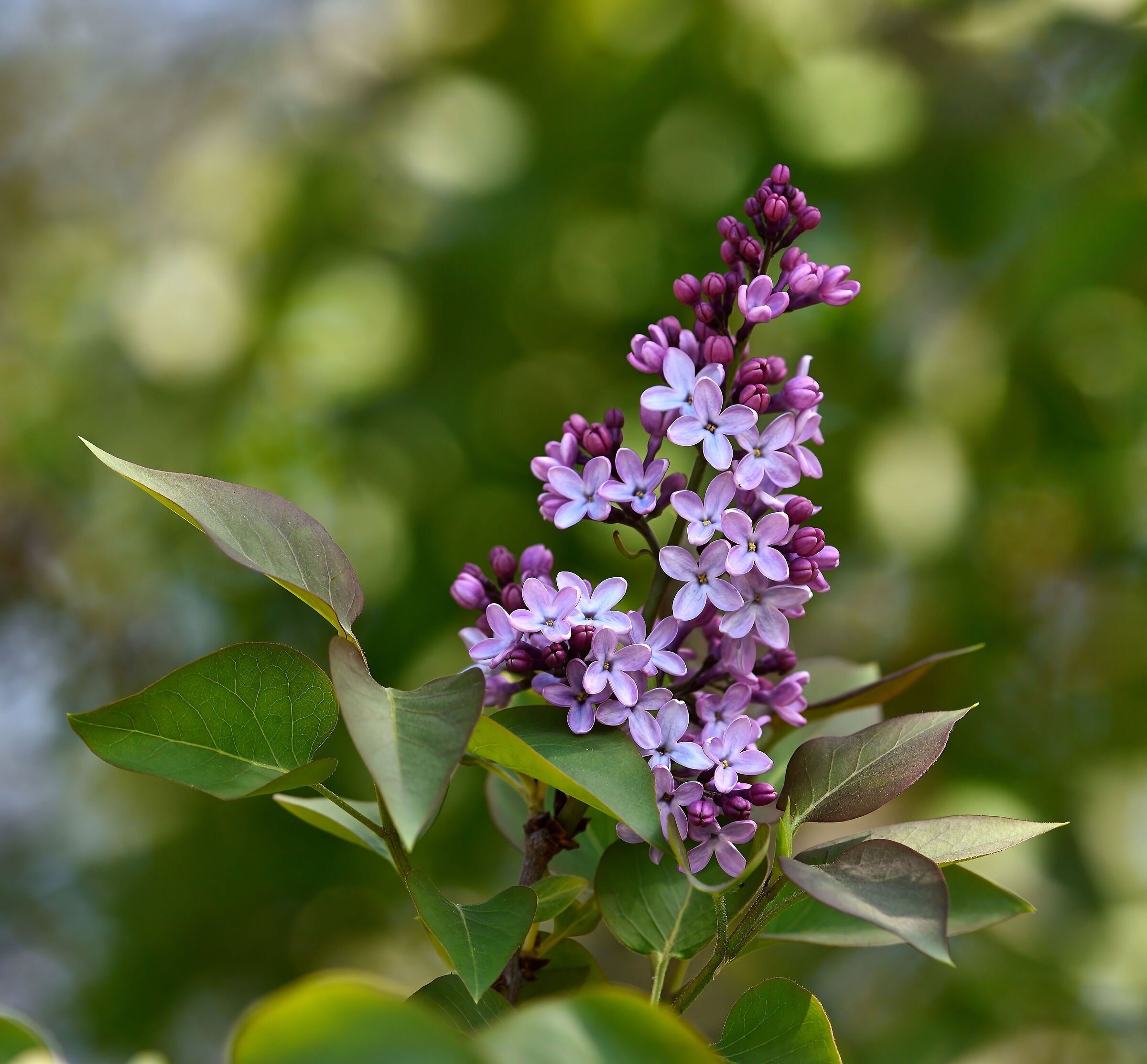 Finalmente, i fiori di maggio