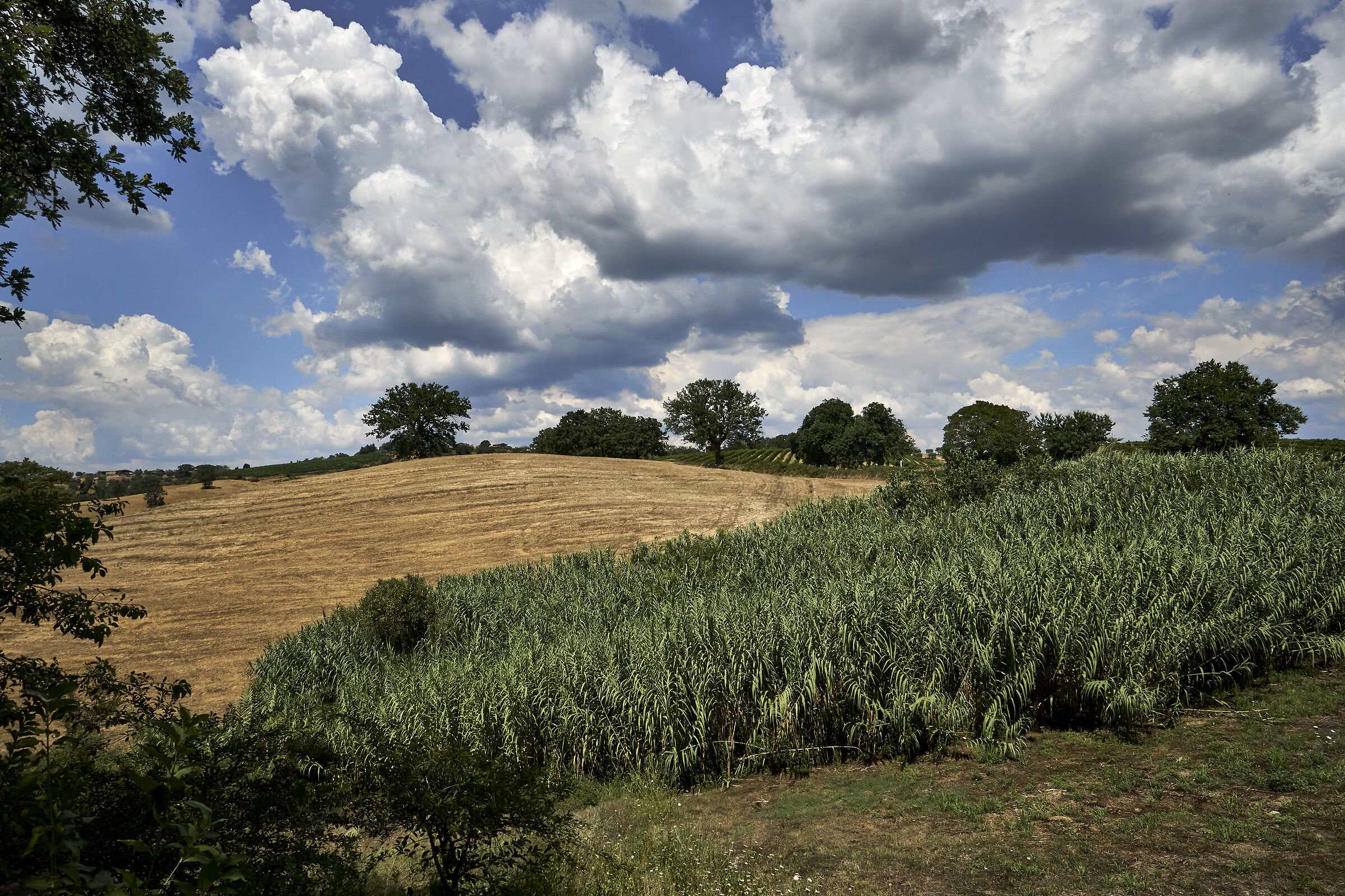 Campagna toscana (non edulcorata)
