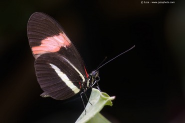 Heliconius erato