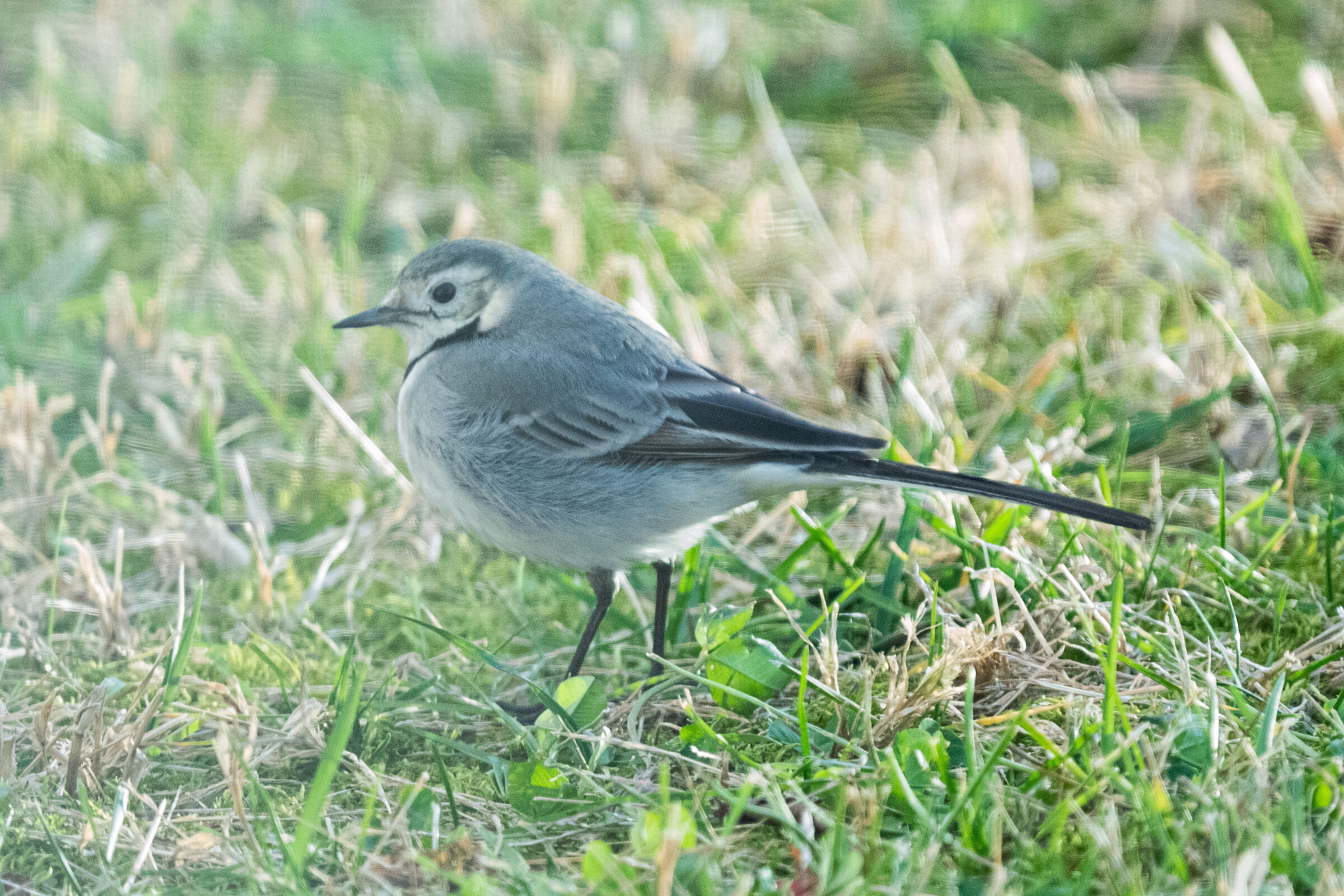 white wagtail