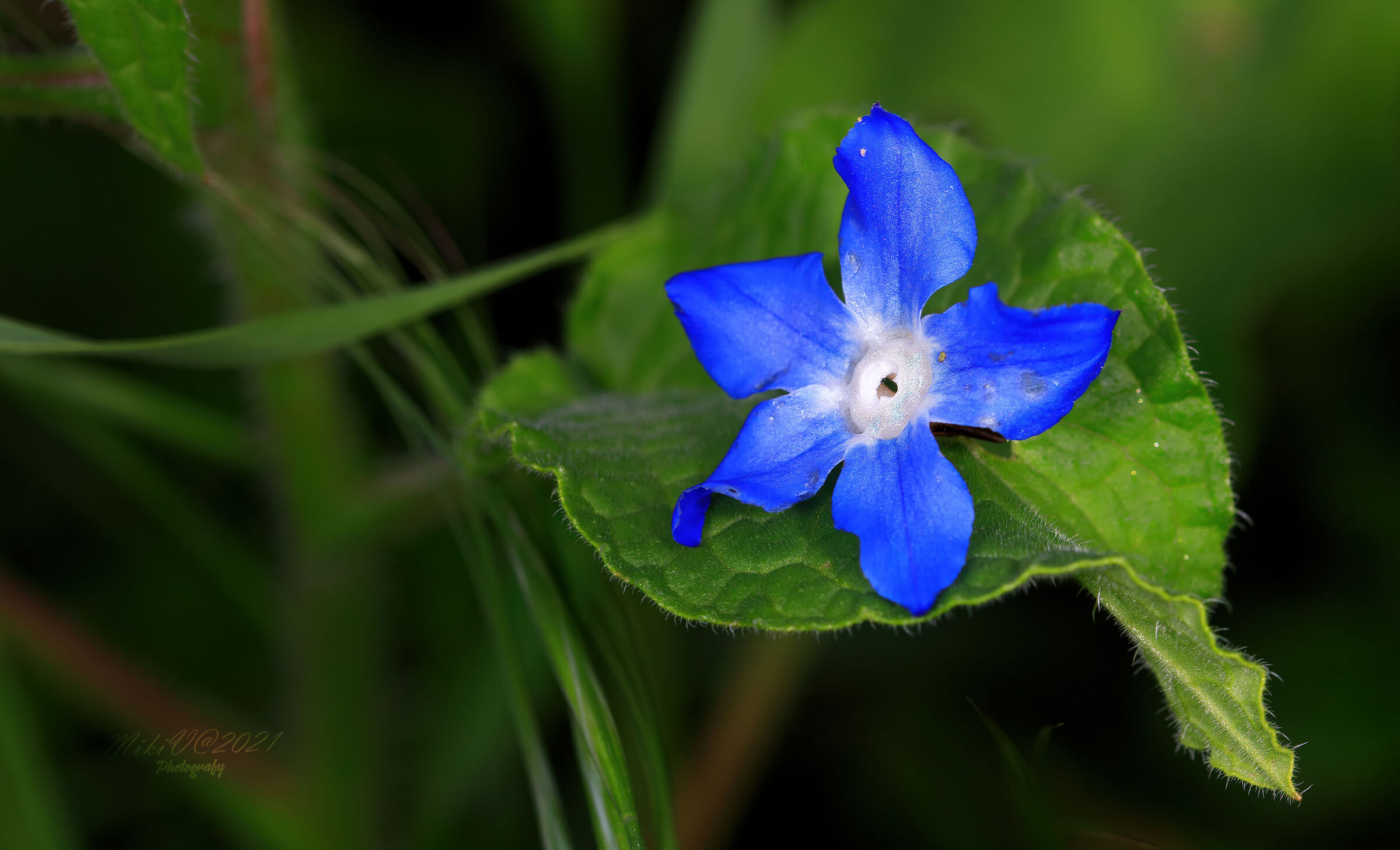 Borago officinalis