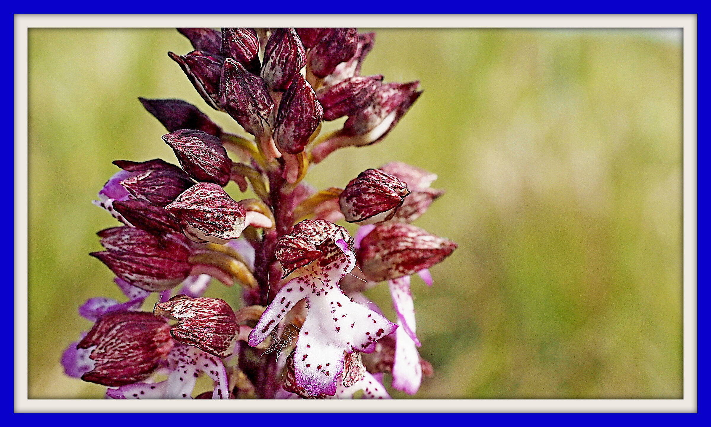 Impatto su Orchis Purpurea