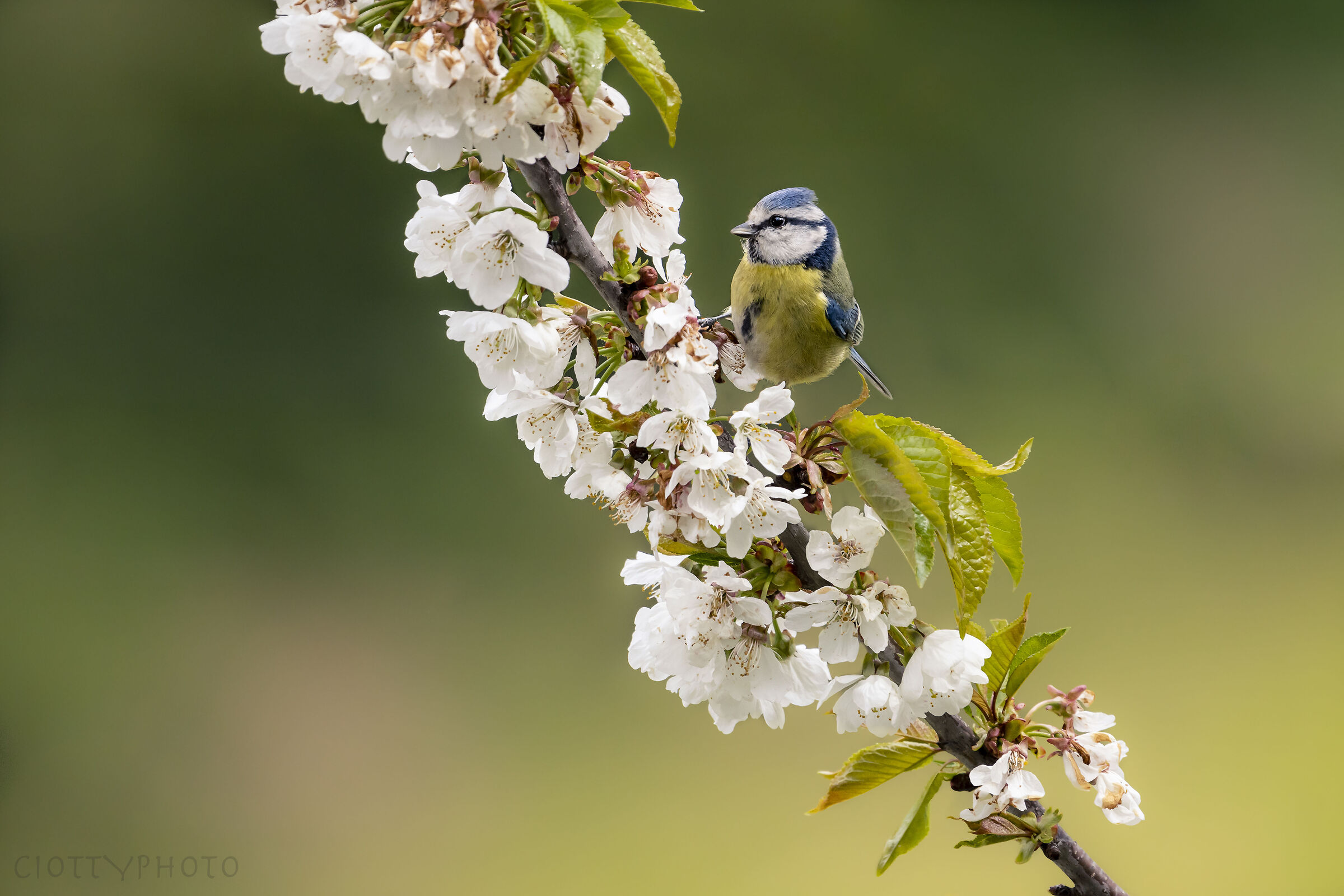 Cinciarella- Wikipedia