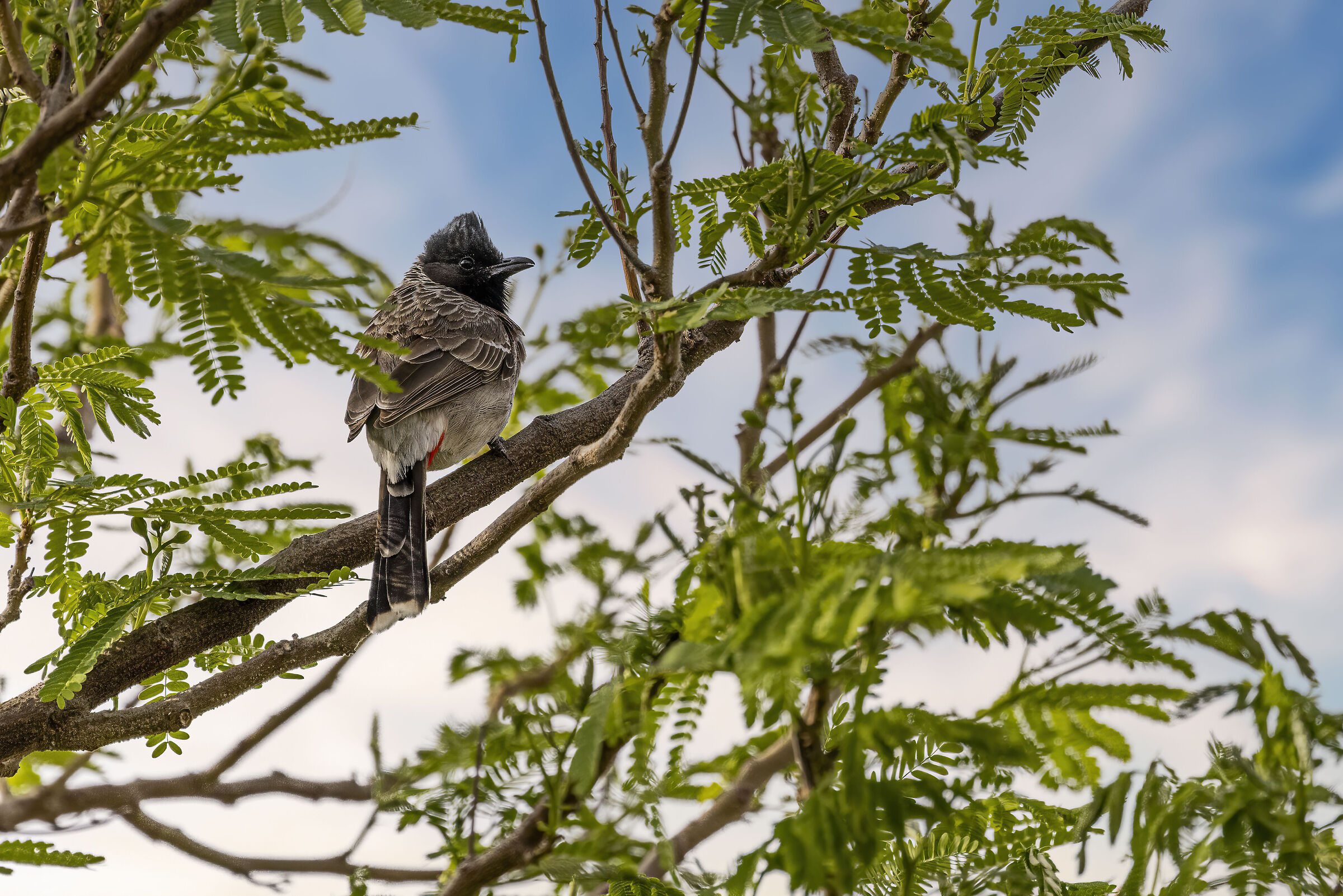 Red Vented Bulbul