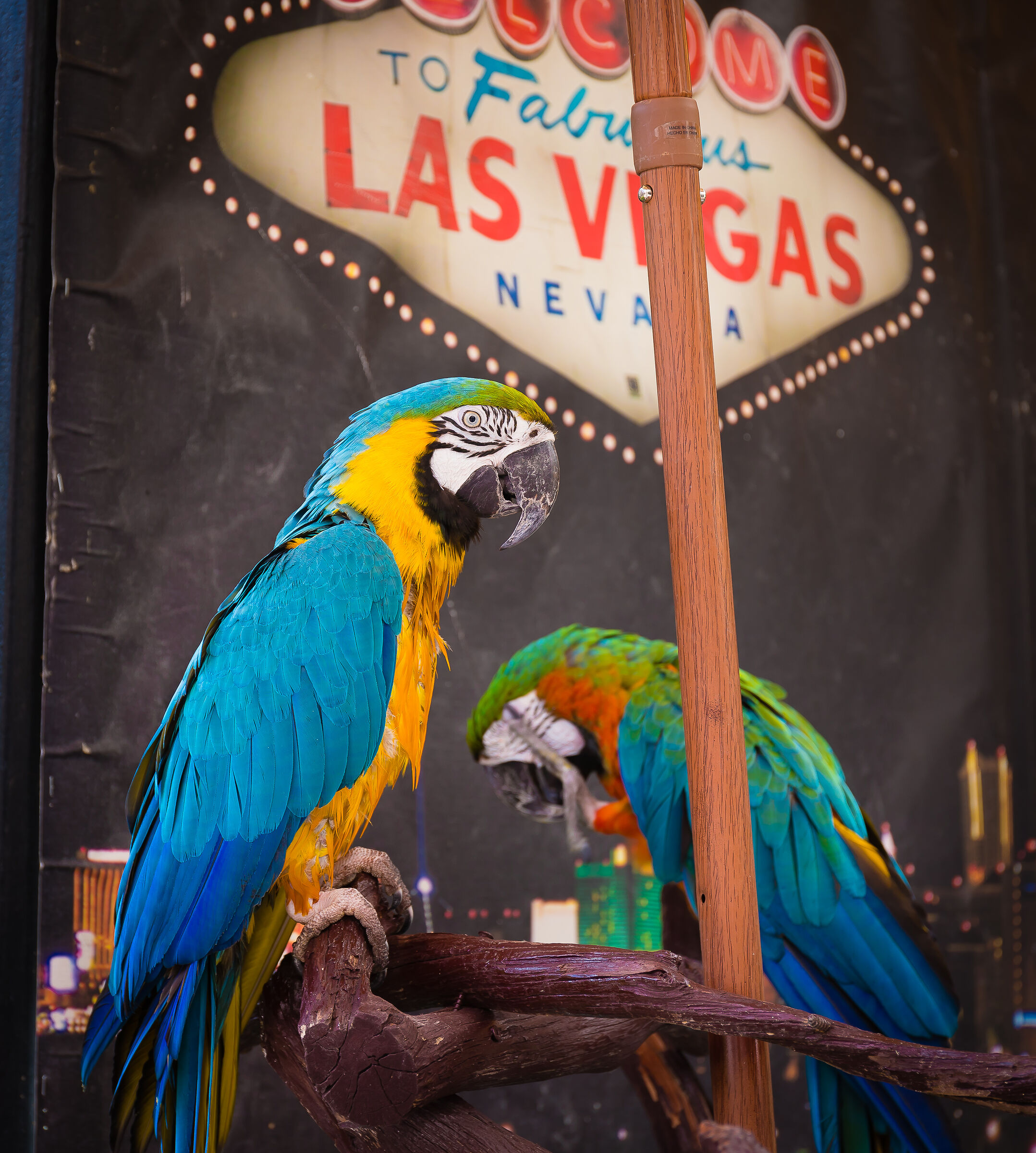 Parrot