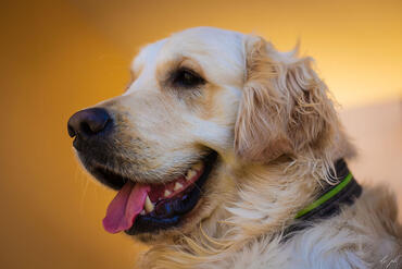 GoldenRetriever